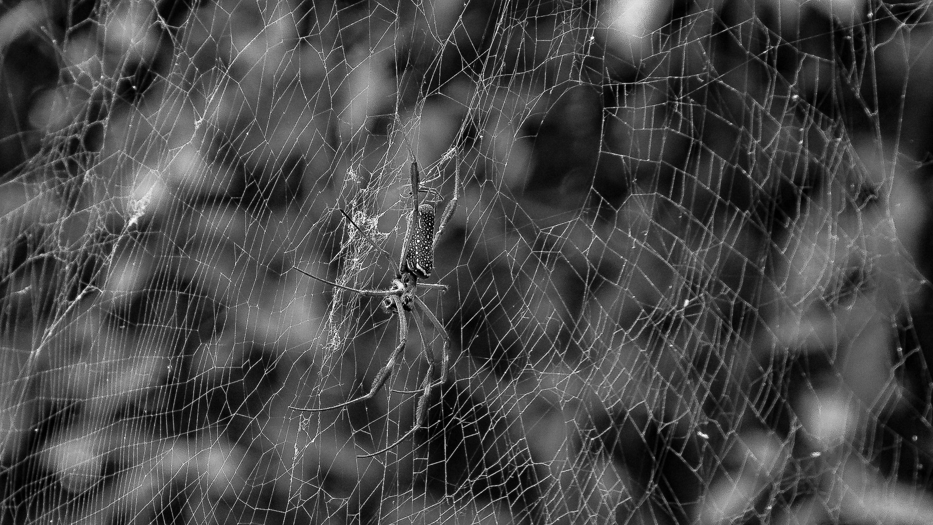 Canon PowerShot SX520 HS sample photo. Aranha photography