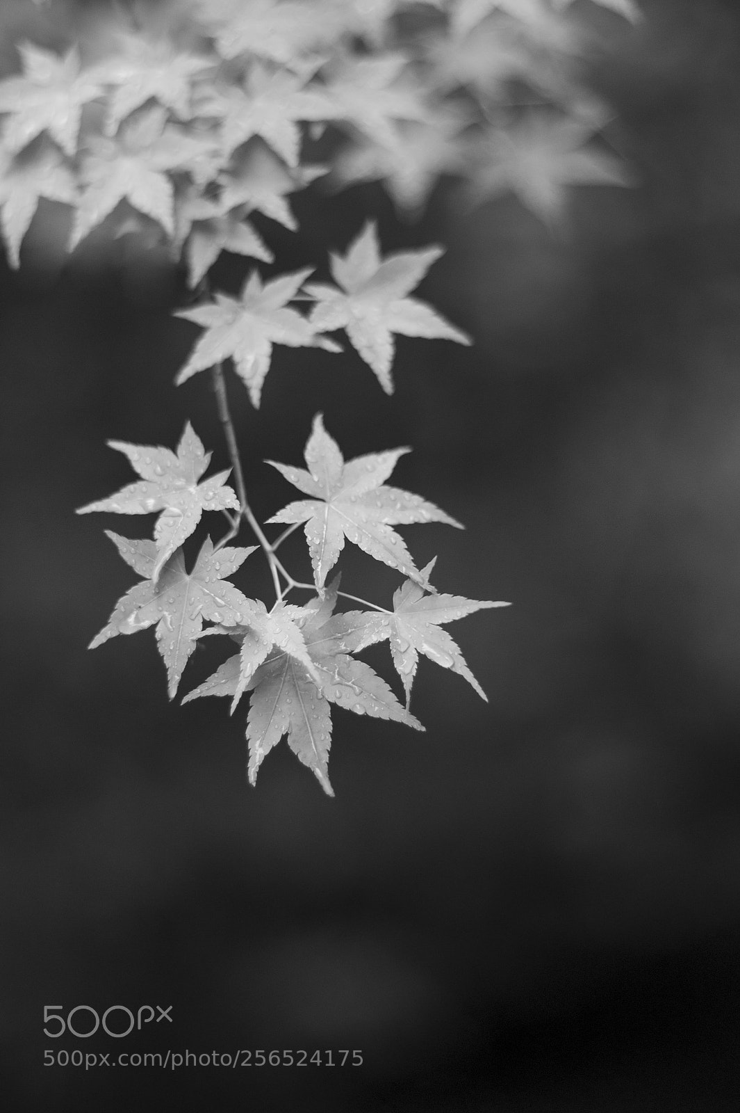 Leica M9 sample photo. Sahoji(佐保路) monochrome #6 photography