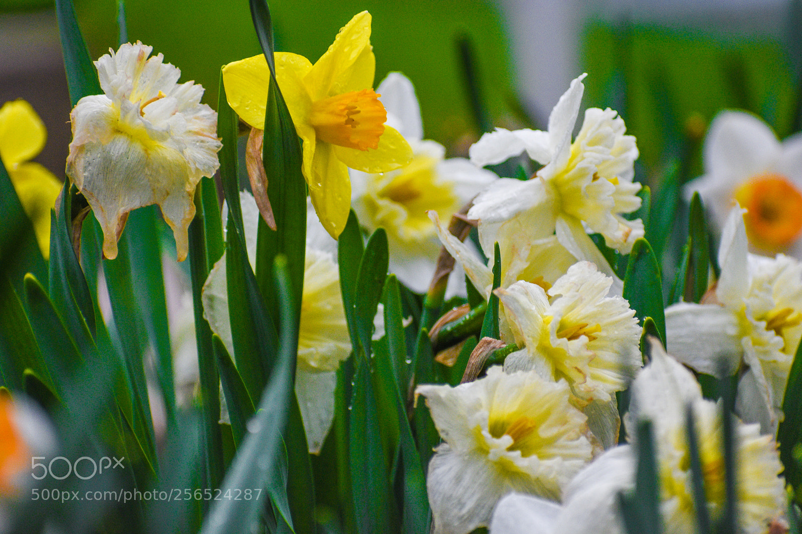 Nikon D3400 sample photo. Afterstormflowers photography