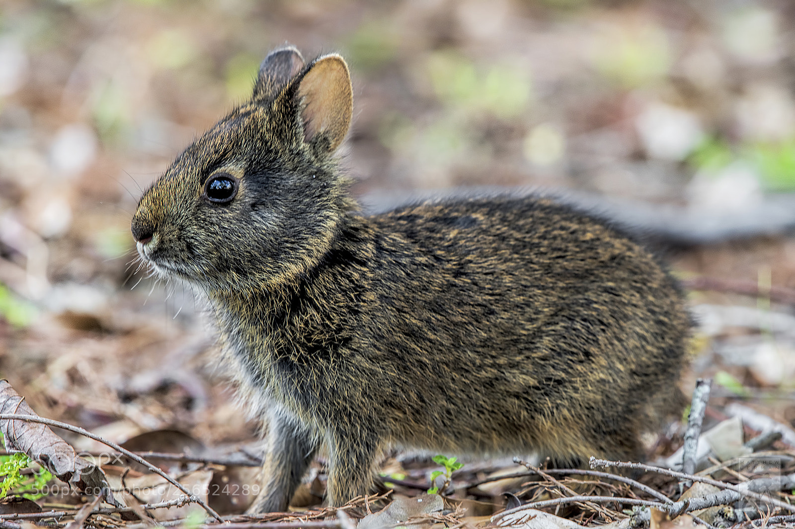 Nikon D810 sample photo. Marsh rabbit  1780 photography