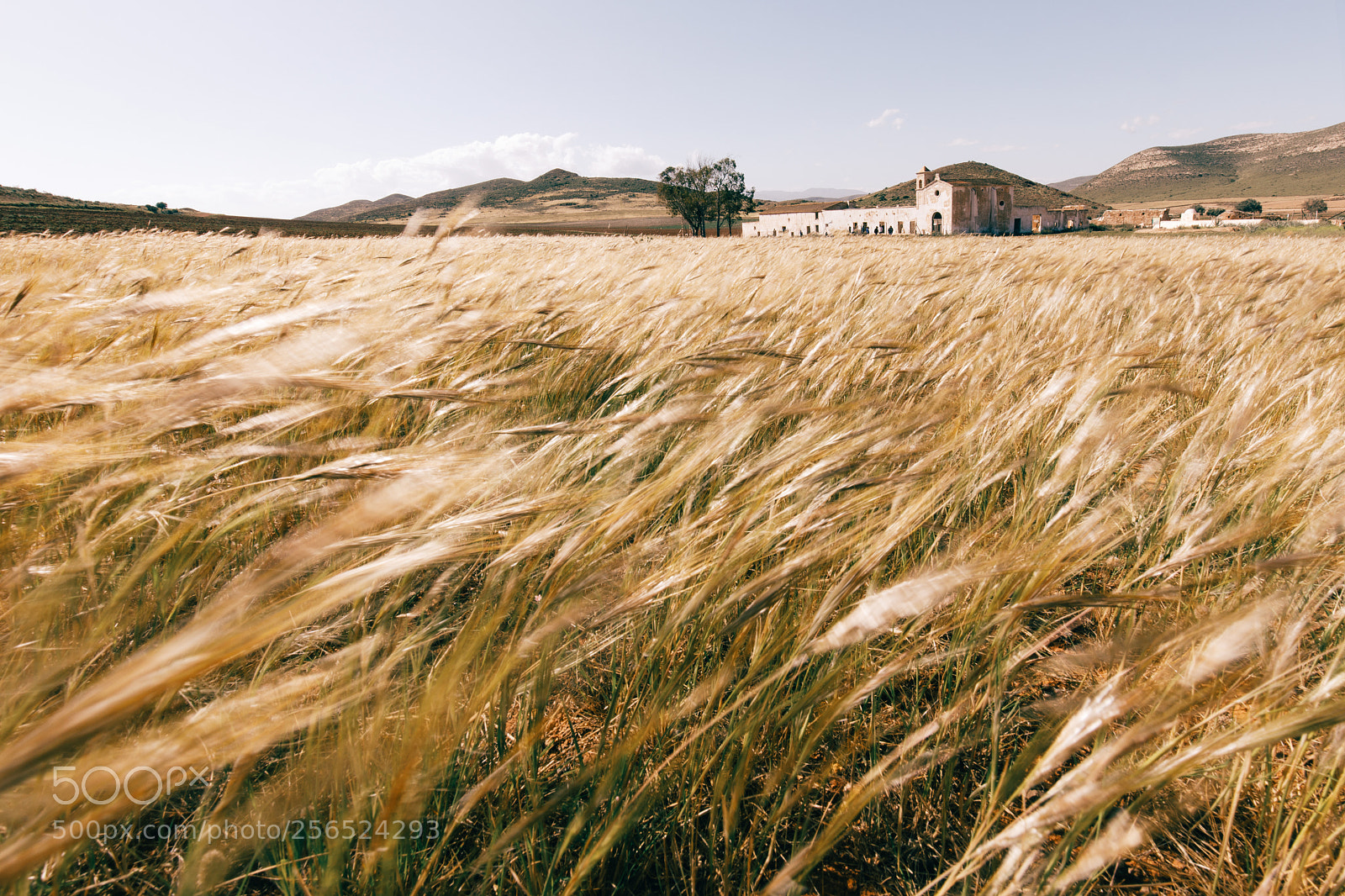 Canon EOS 5D Mark IV sample photo. Spring wind photography