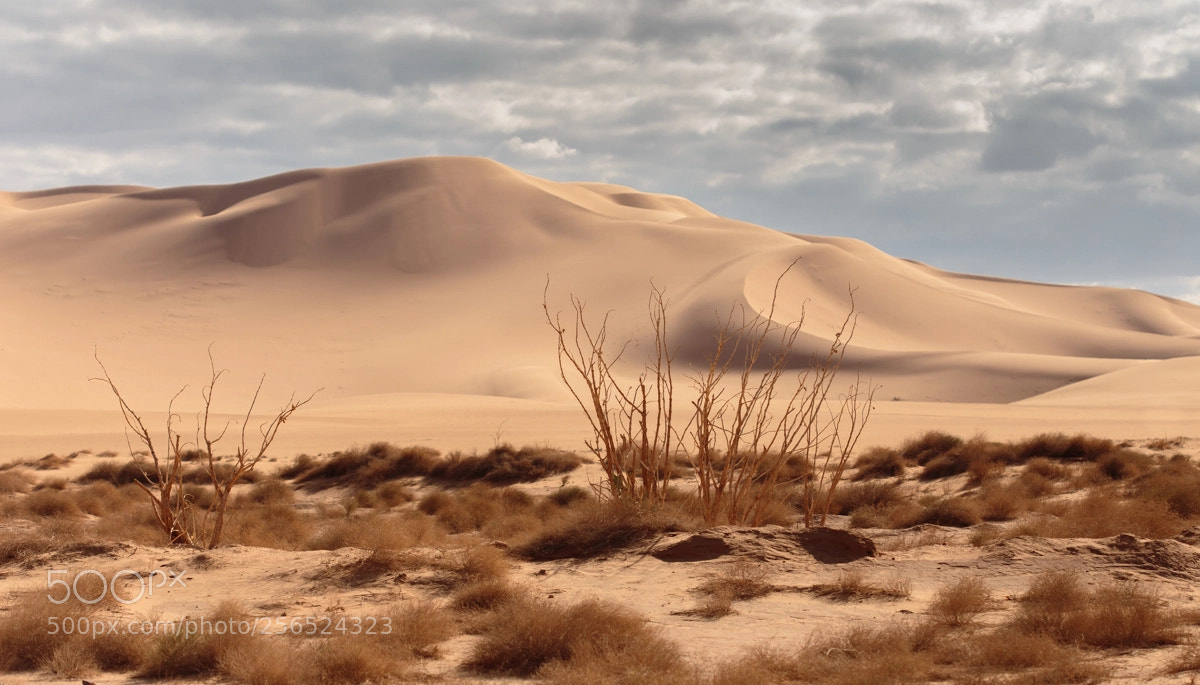 Canon EOS 6D sample photo. The golden sand photography