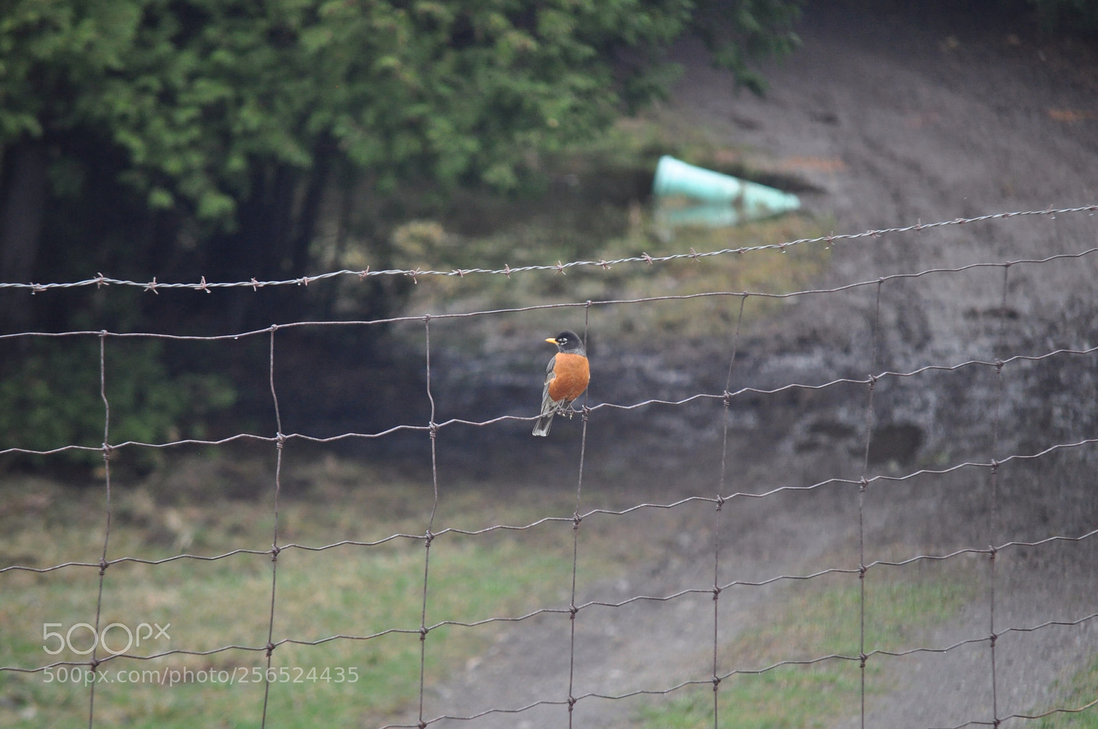 Nikon D5000 sample photo. Barb wire robin photography