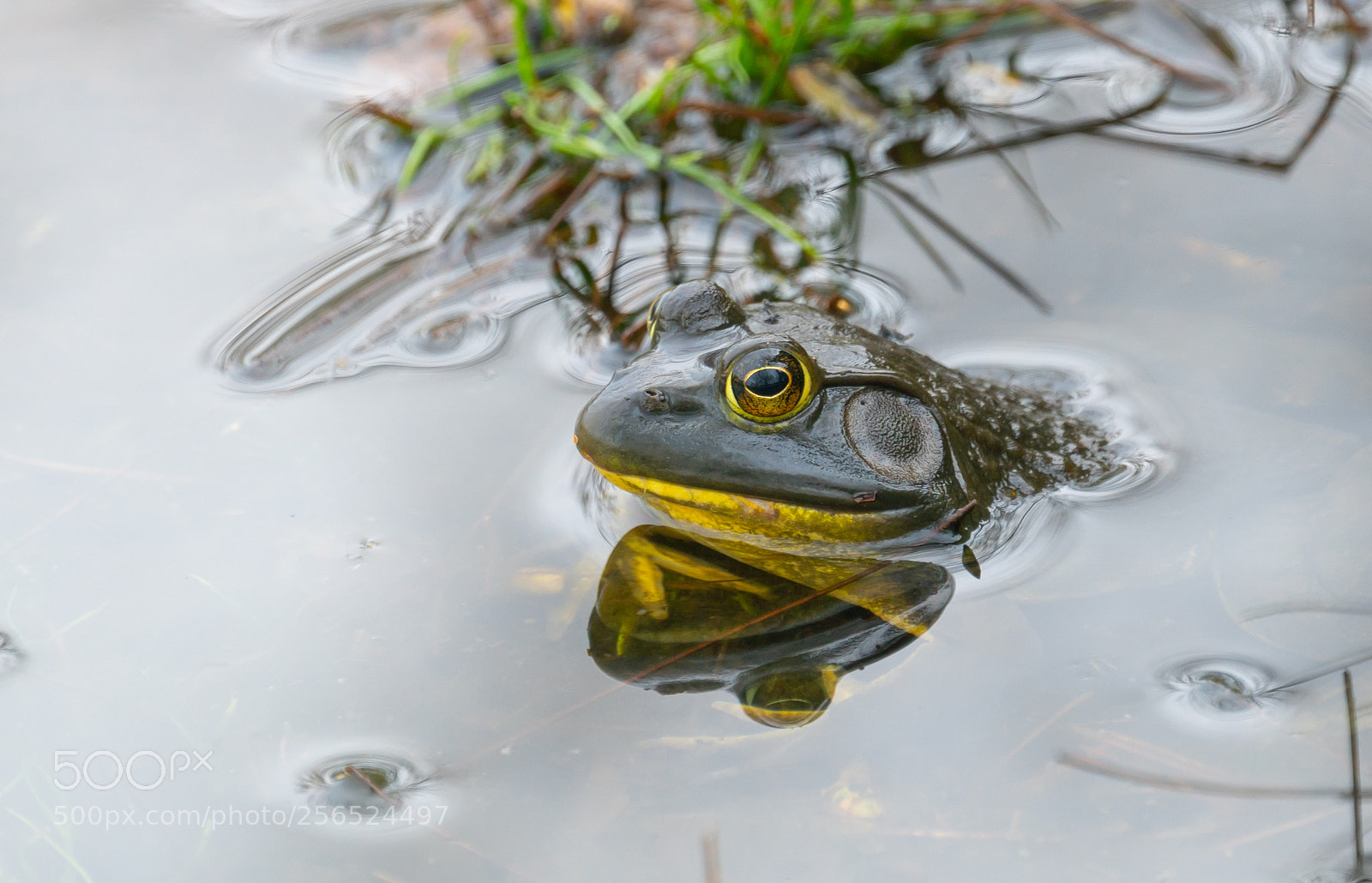 Sony a6300 sample photo. Morning bull frogs photography