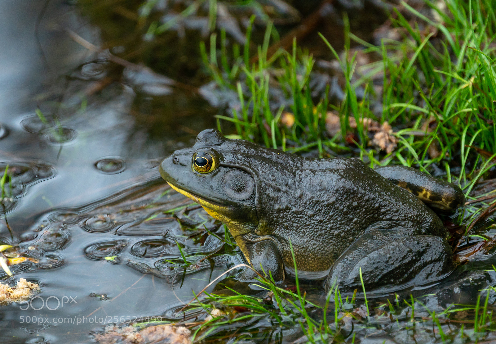 Sony a6300 sample photo. Morning bull frogs photography