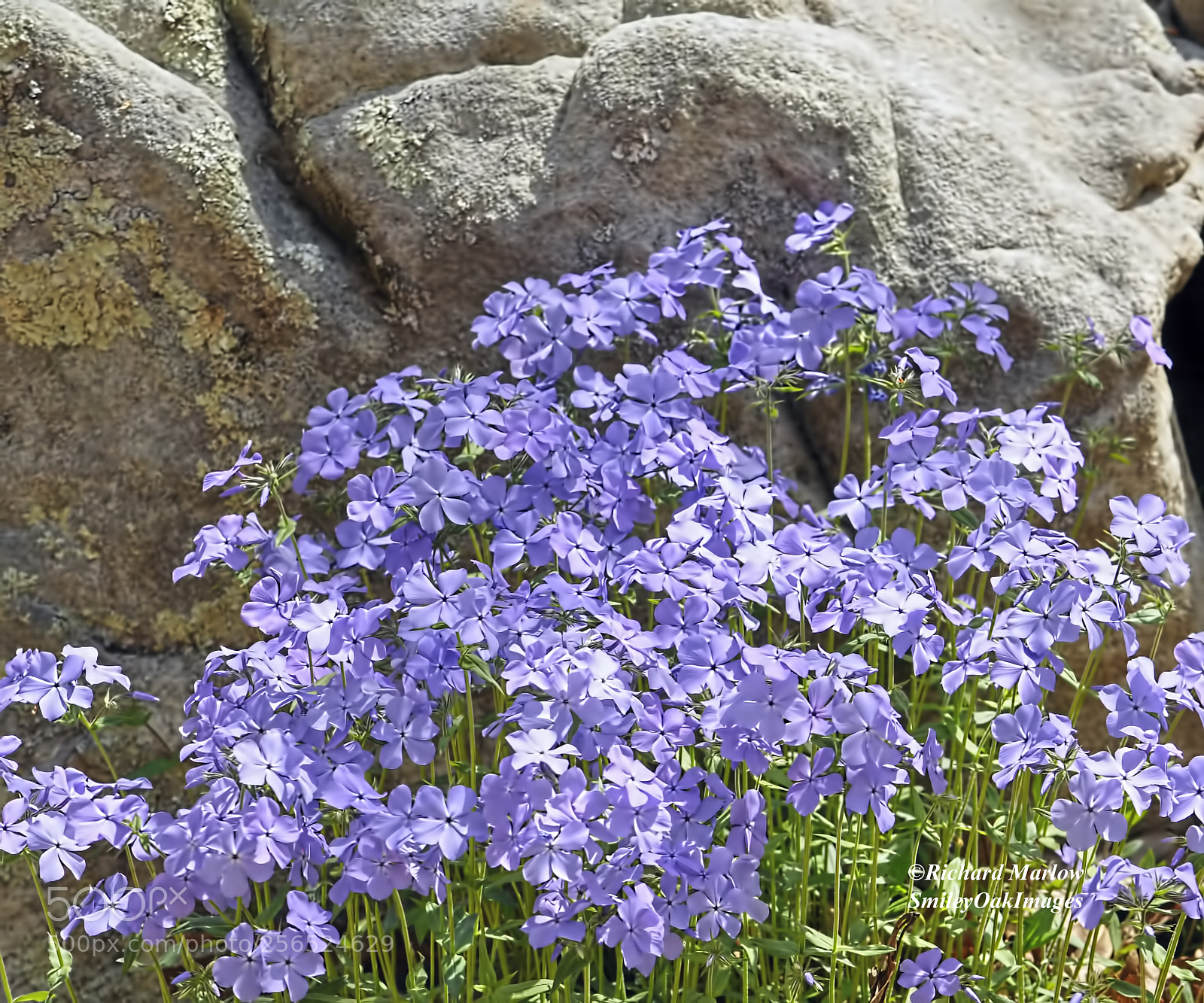Nikon D5000 sample photo. Early spring flowers photography