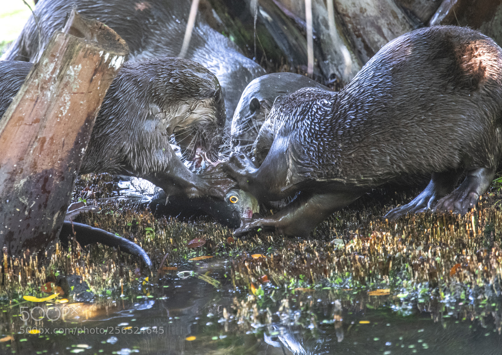 Nikon D850 sample photo. Otter feast photography