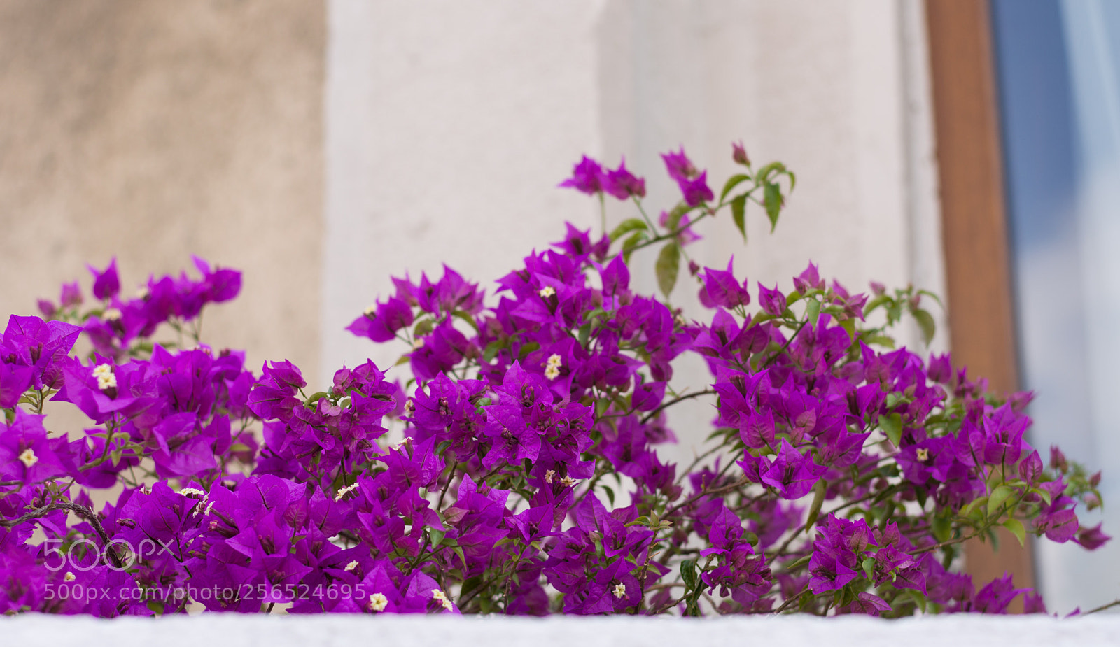 Nikon D5200 sample photo. Colors of spring photography