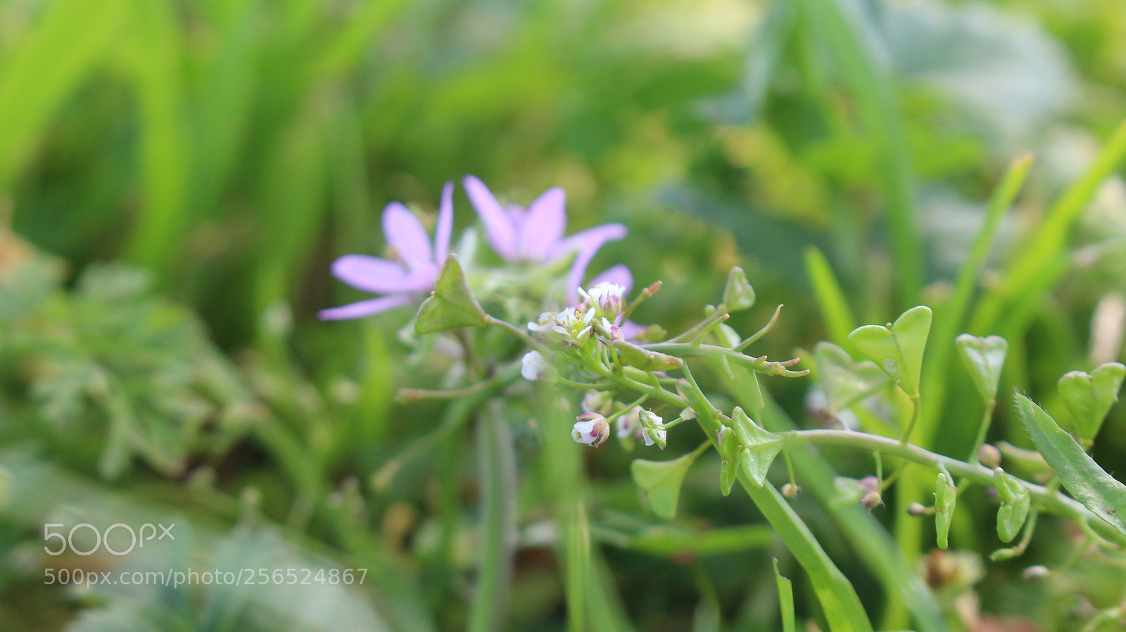 Canon EOS 700D (EOS Rebel T5i / EOS Kiss X7i) sample photo. Img photography