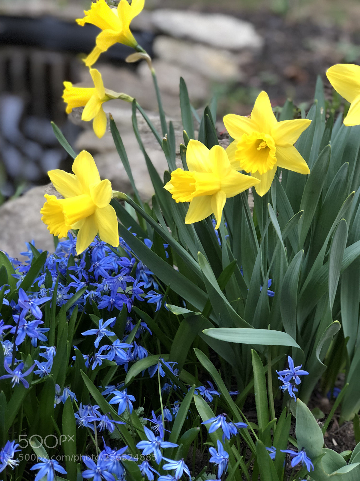 Apple iPhone 8 Plus sample photo. Spring arrives photography