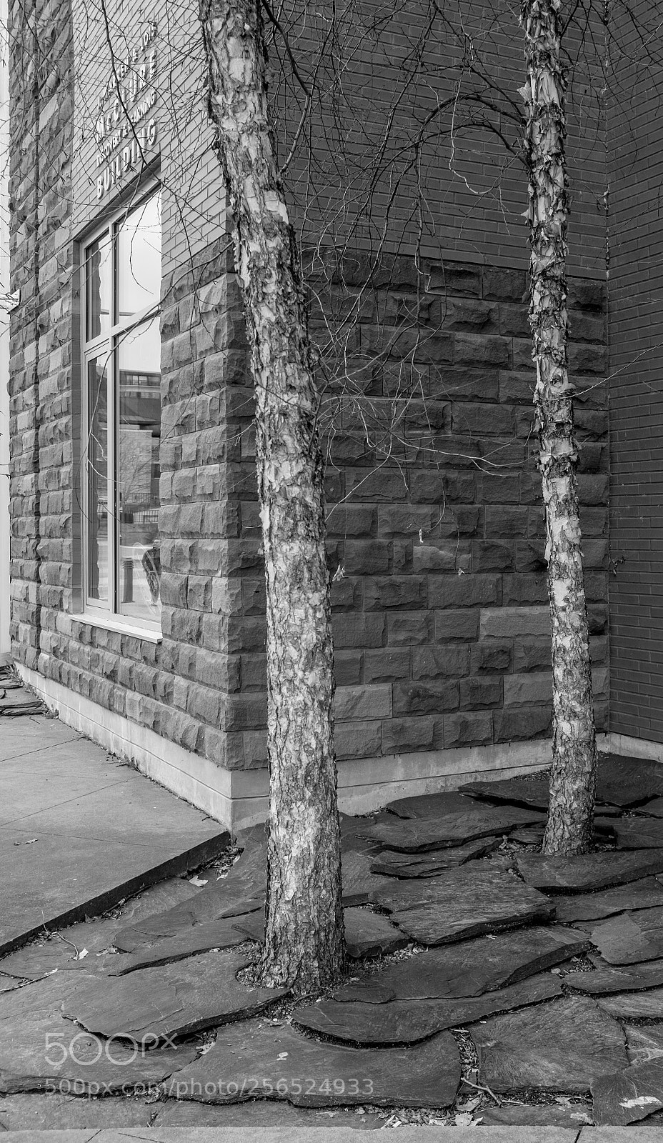 Fujifilm X100T sample photo. Trees and building photography