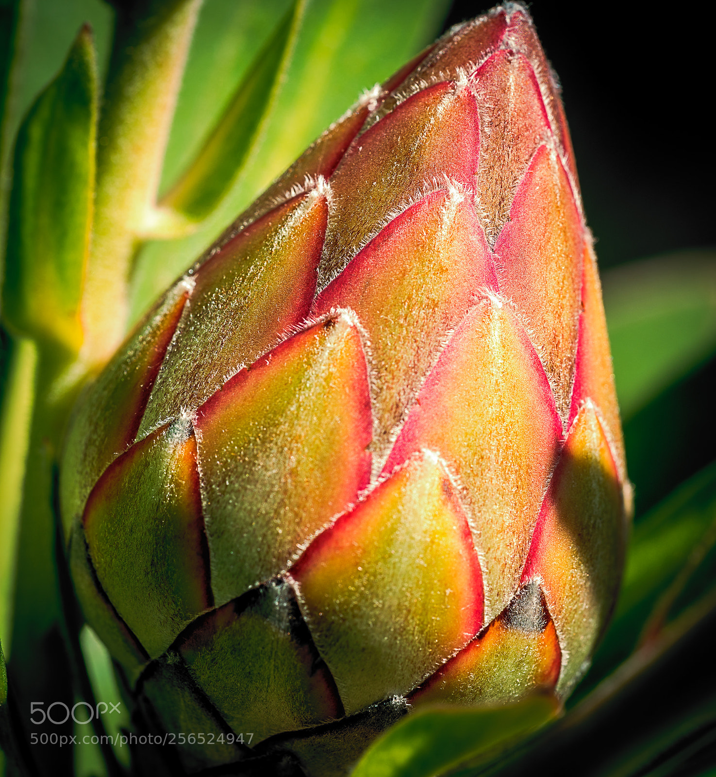 Sony a7R II sample photo. Protea photography