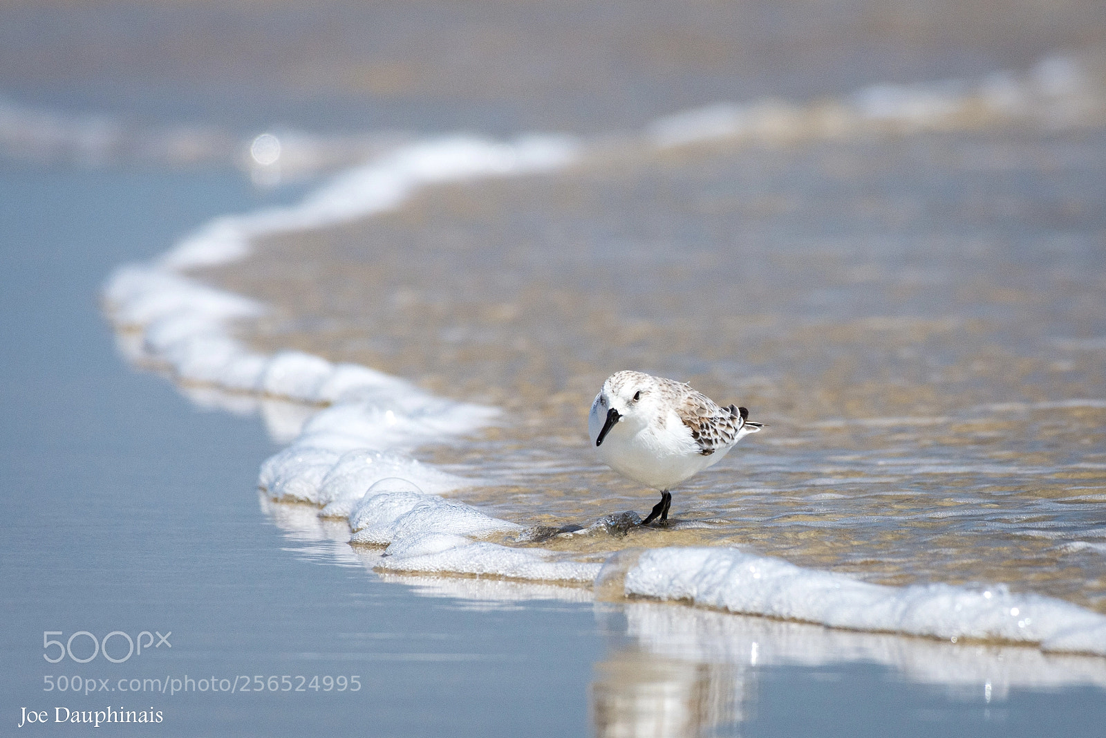 Nikon D7200 sample photo. Sanderling playing in the photography