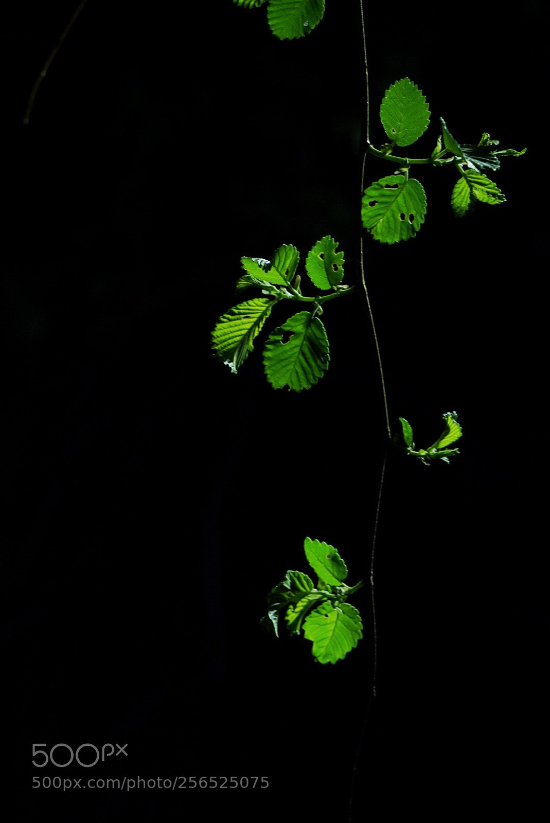 Sony a7S II sample photo. Untitled photography