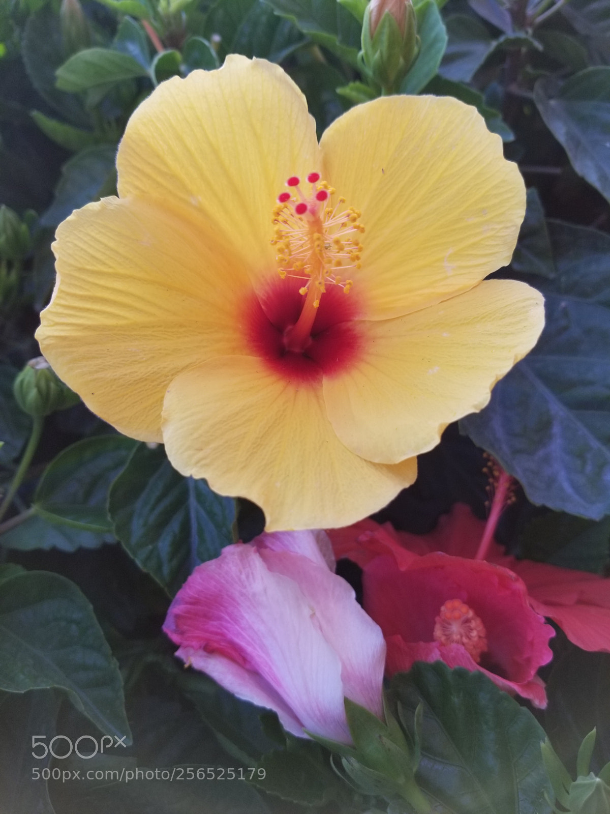 Samsung Galaxy S8+ sample photo. Spring offering photography