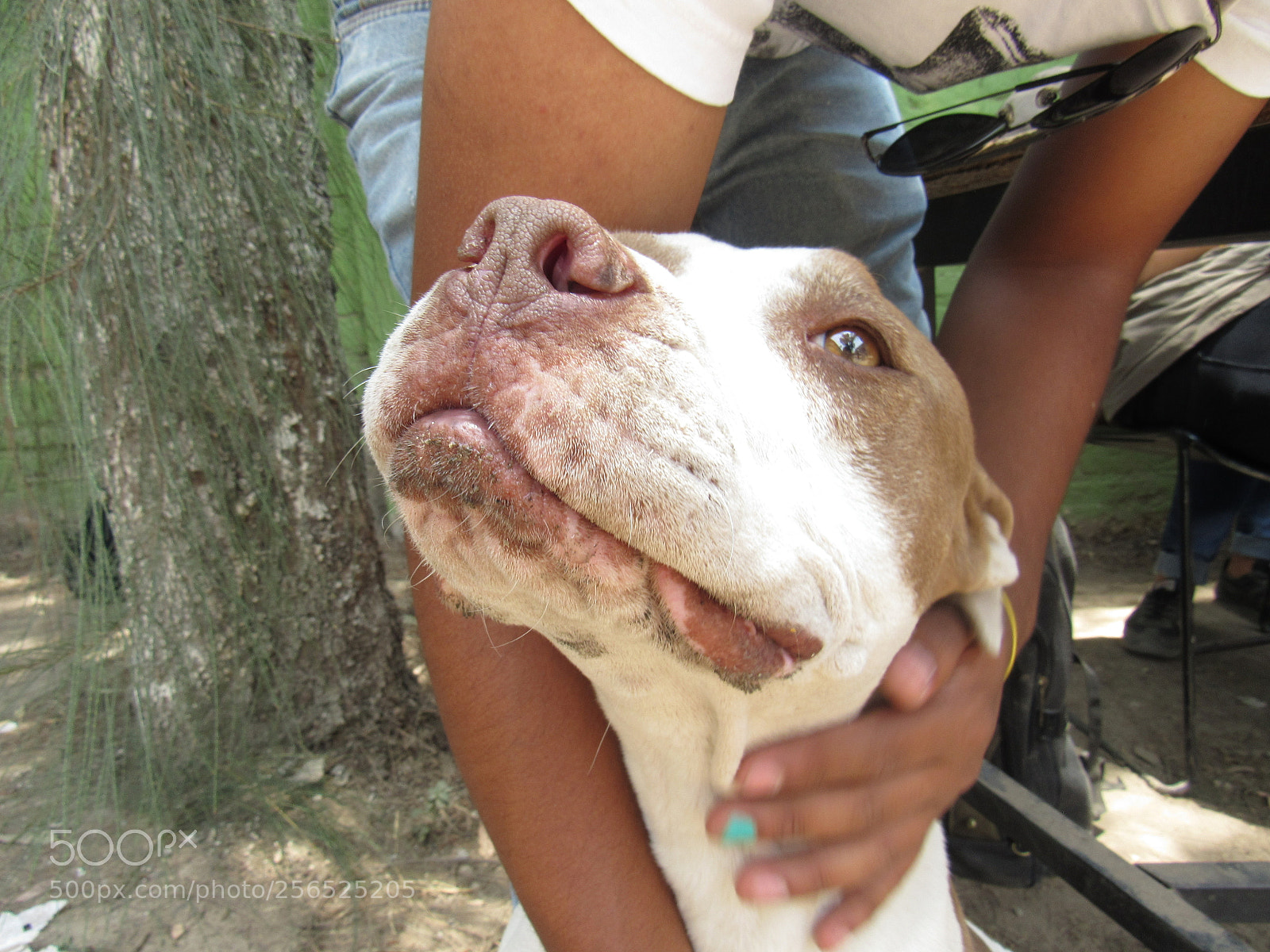 Canon PowerShot SX530 HS sample photo. Mascota photography