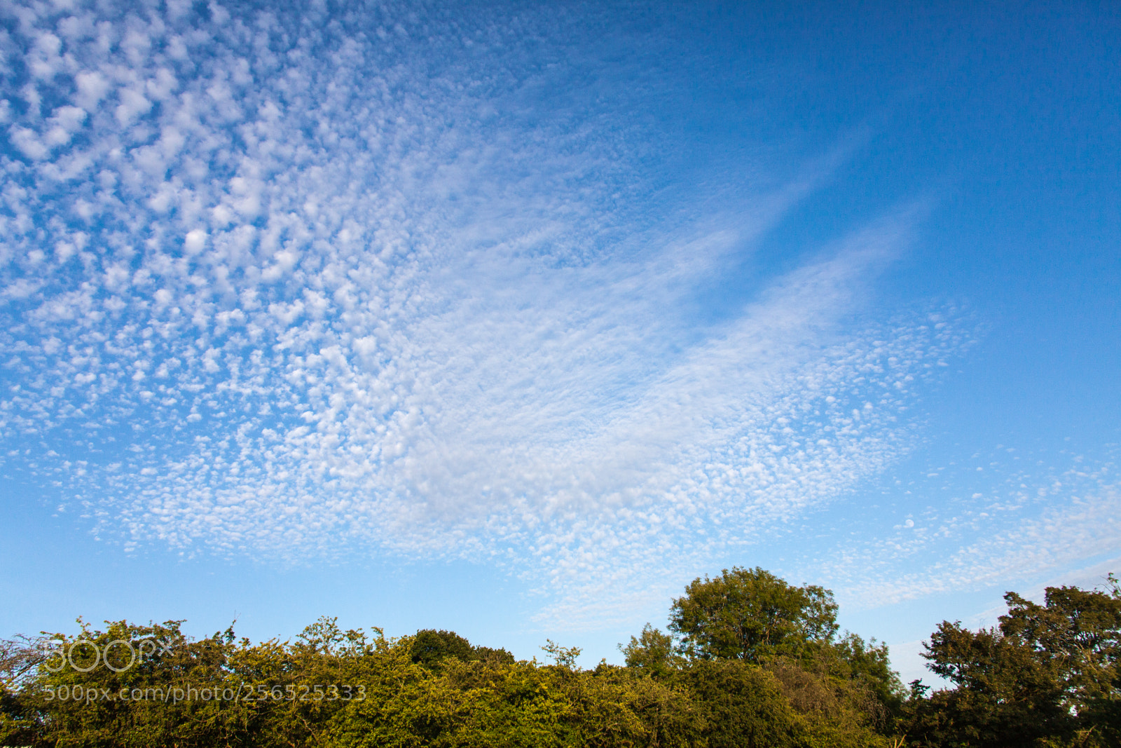 Canon EOS 5D Mark II sample photo. Untitled photography