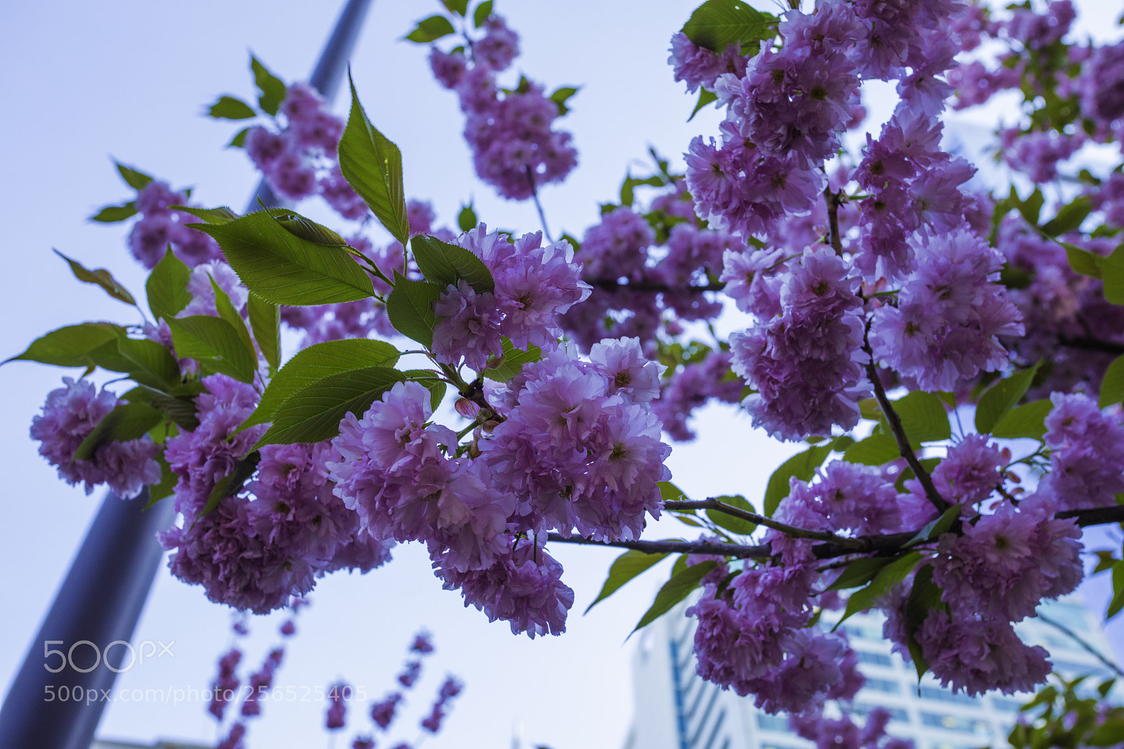 Canon EOS 5D Mark IV sample photo. More blooms photography