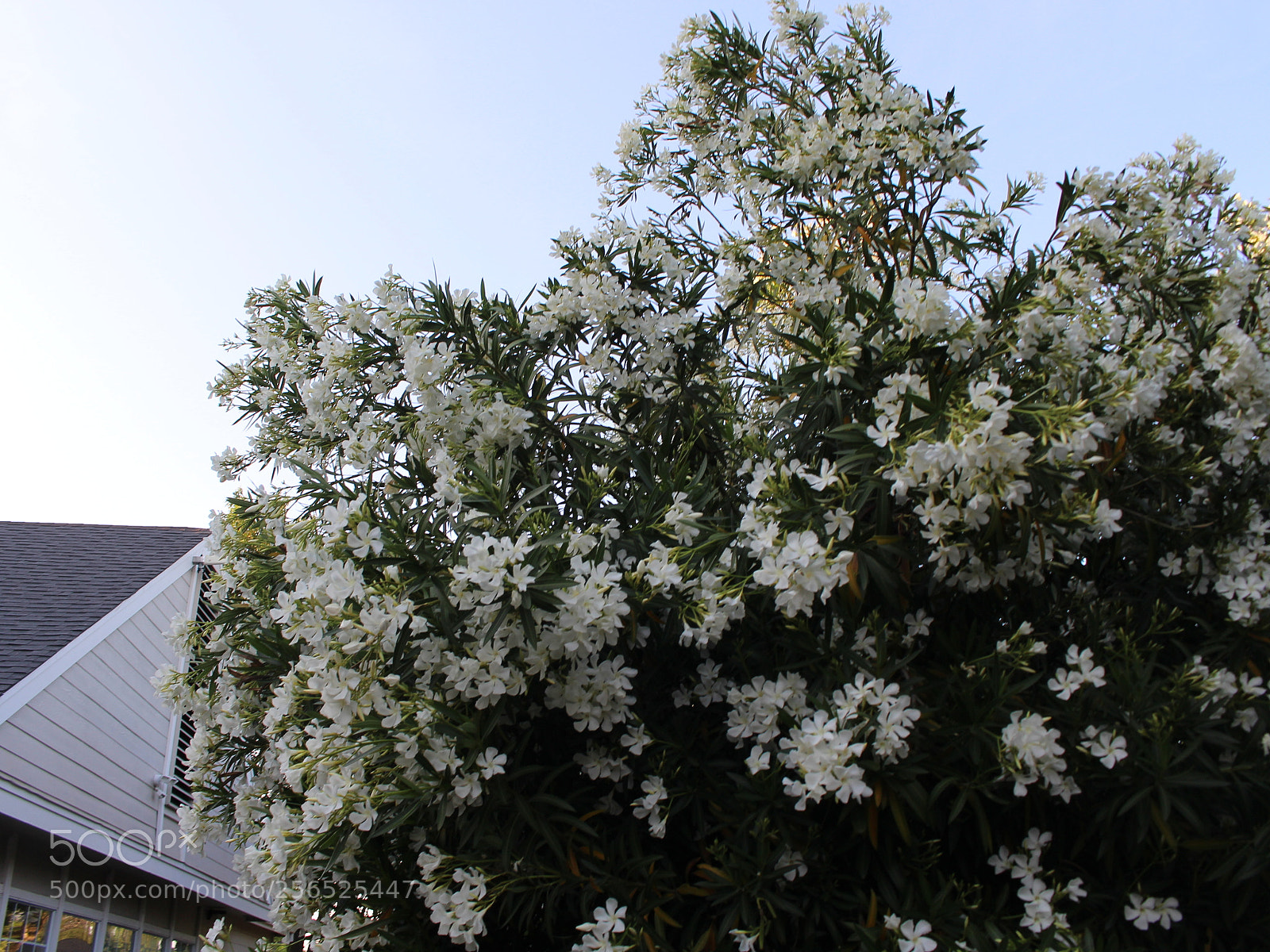 Canon EOS 700D (EOS Rebel T5i / EOS Kiss X7i) sample photo. Pretty photography