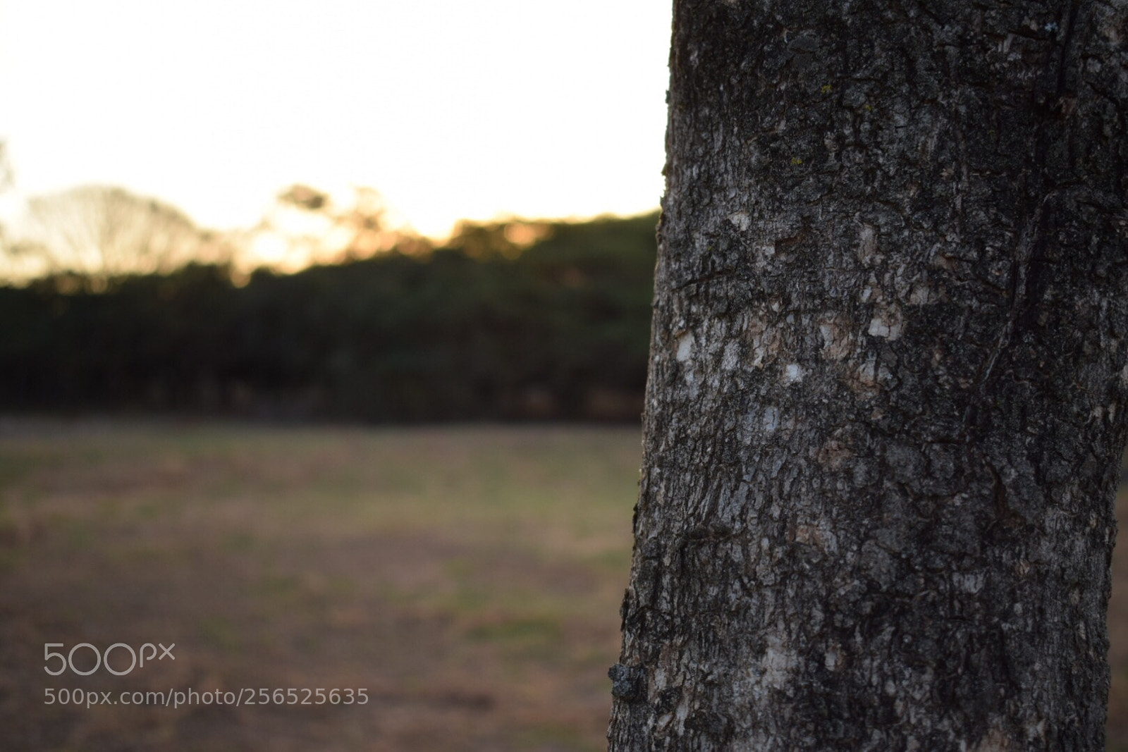Nikon D5300 sample photo. Untitled photography