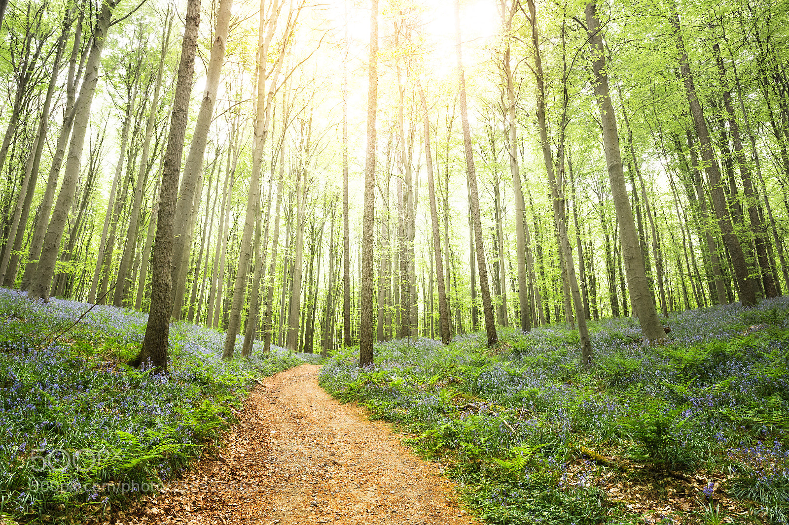 Canon EOS 6D sample photo. Hallerbos photography