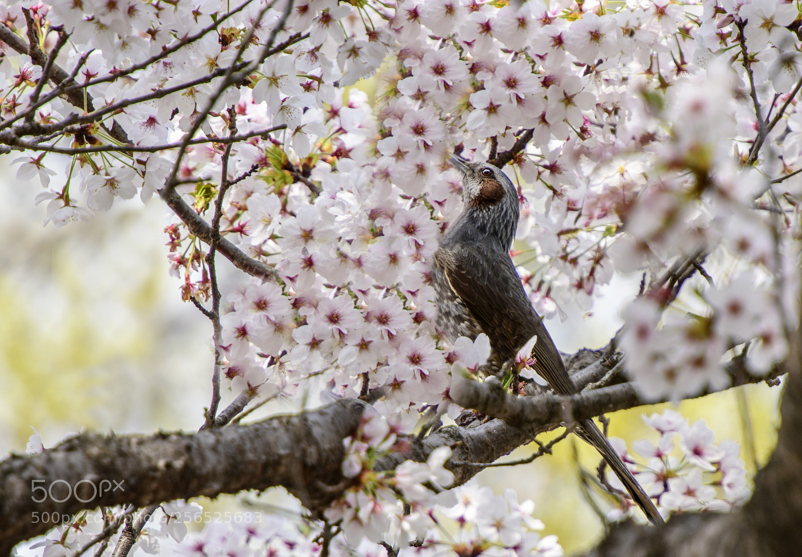 Nikon D850 sample photo. Sakura and bulbul photography