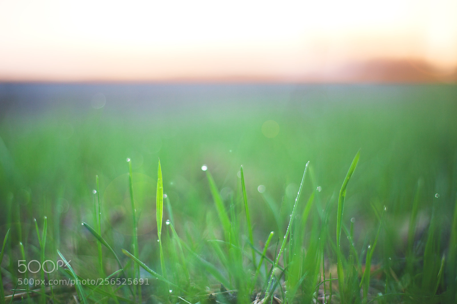 Canon EOS 5D Mark II sample photo. Half and half photography
