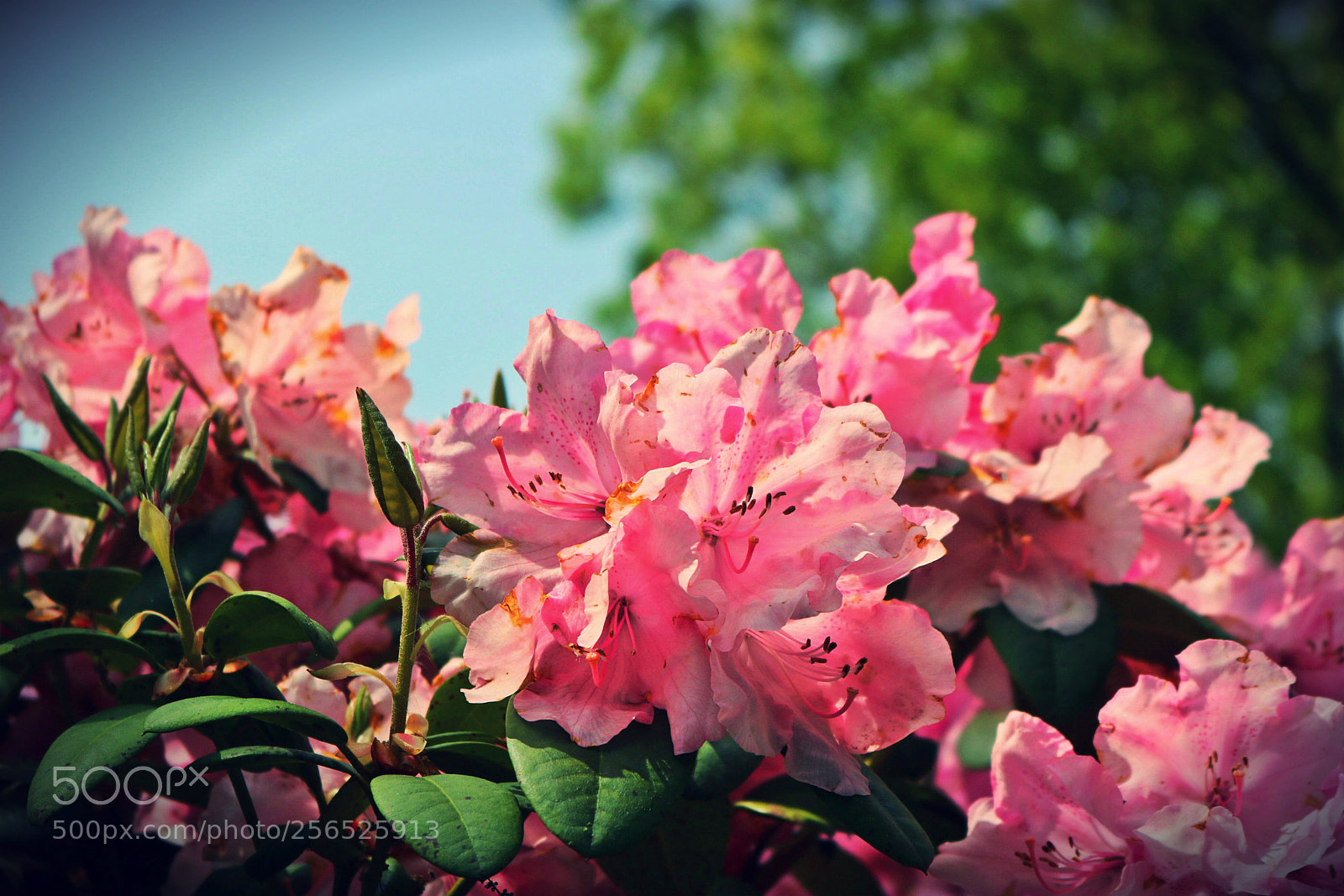 Canon EOS 750D (EOS Rebel T6i / EOS Kiss X8i) sample photo. Blume photography