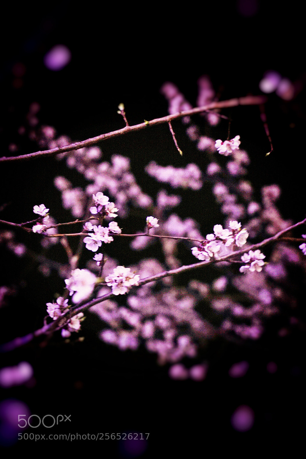 Sony a7S II sample photo. Untitled photography