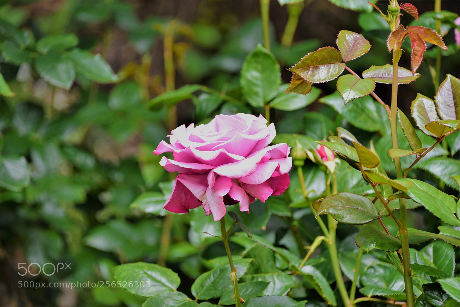 Nikon D750 sample photo. Lonely pink rose in photography