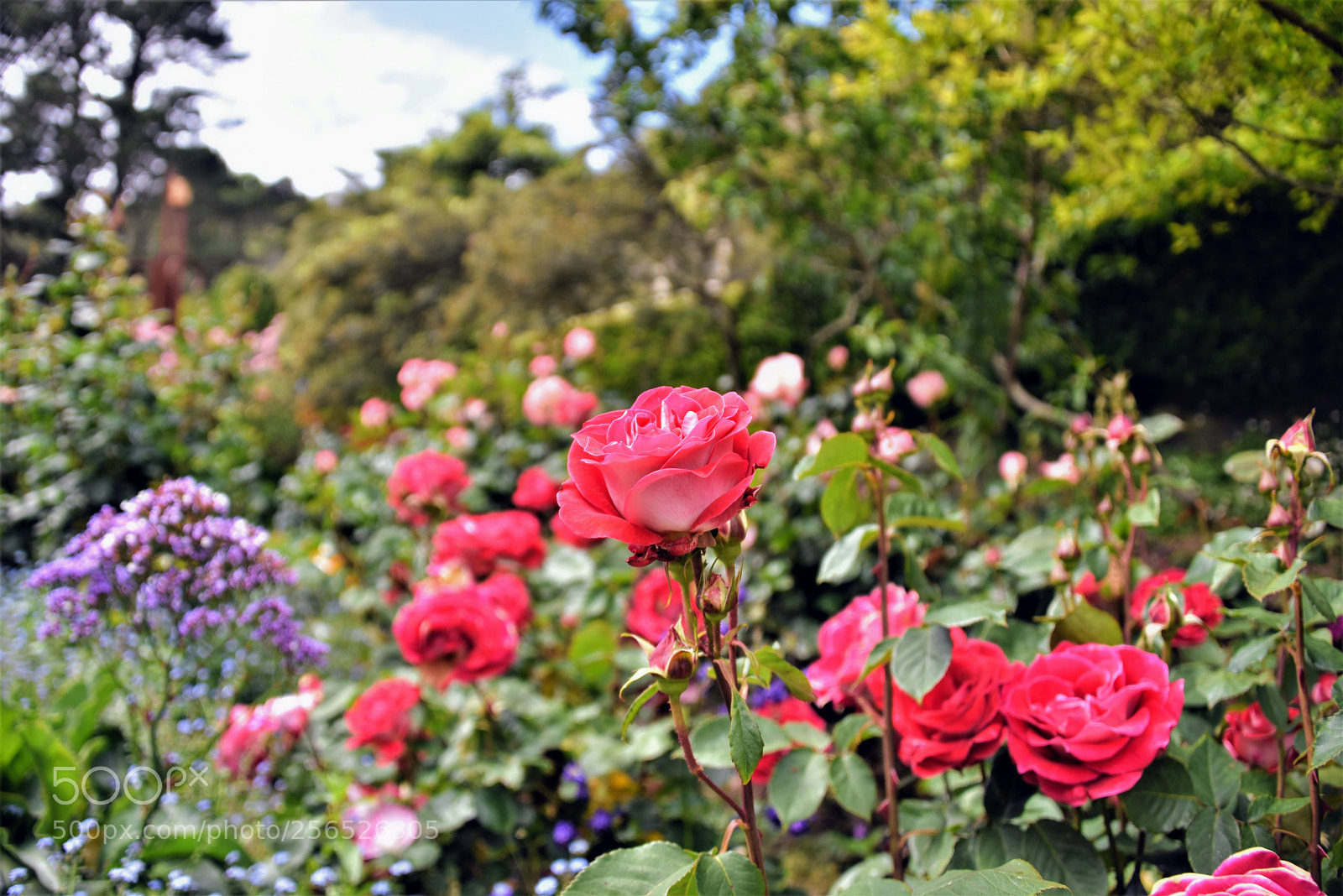Nikon D750 sample photo. Red rose standing out photography