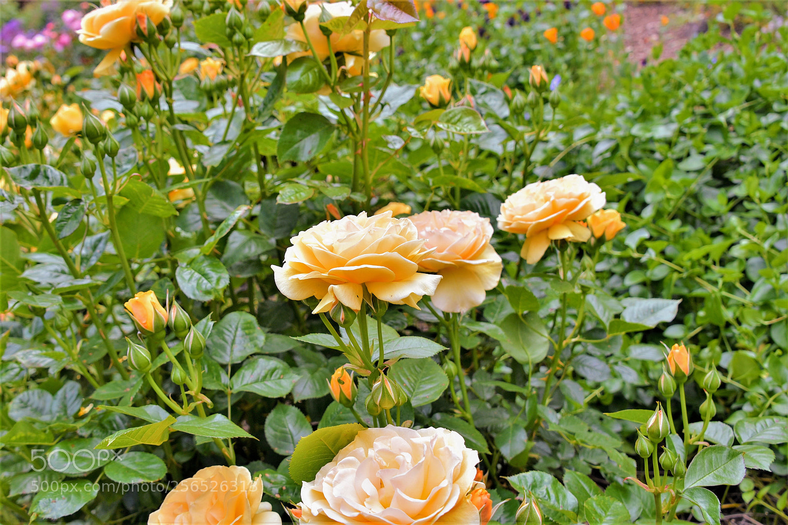 Nikon D750 sample photo. Yellow roses in rose photography