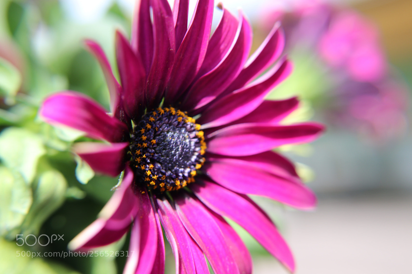 Canon EOS 80D sample photo. Untitled photography