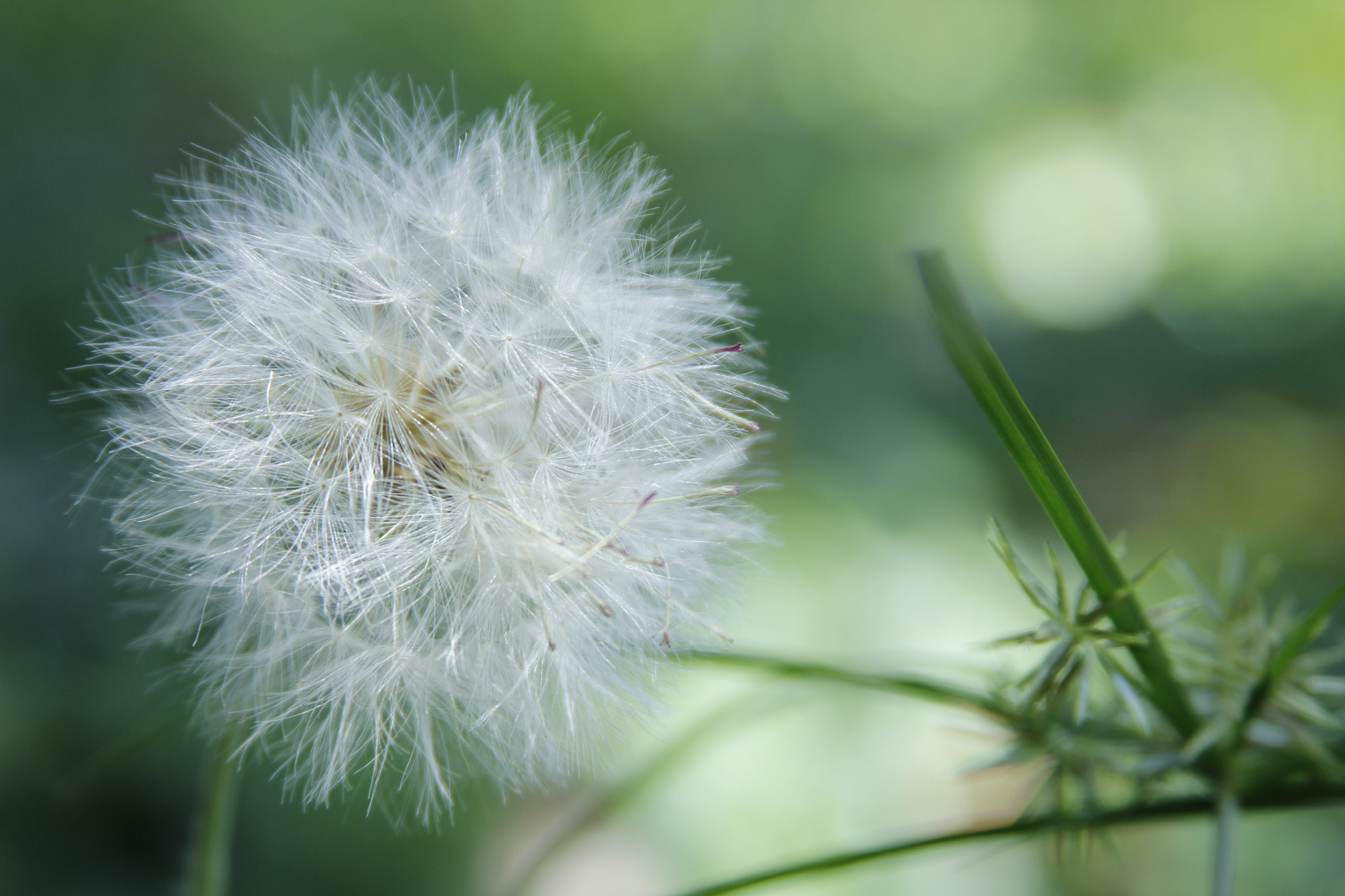 Canon EF 28-135mm F3.5-5.6 IS USM sample photo. Dandelion flower photography