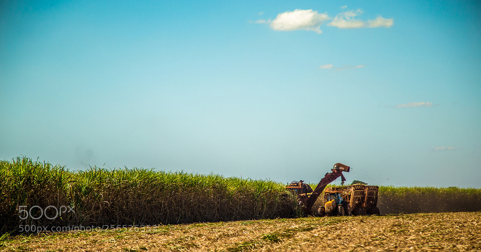 Canon EOS 6D sample photo. Sugar cane hasvest plantation photography