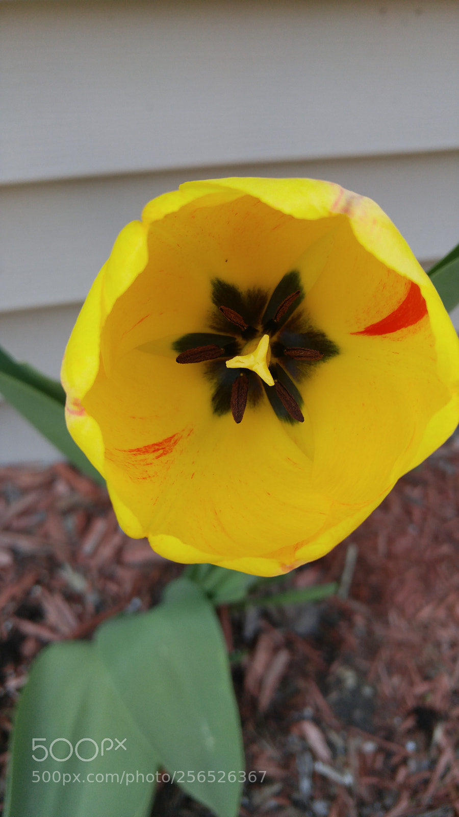 LG G4 sample photo. Tulip yellow full bloom photography