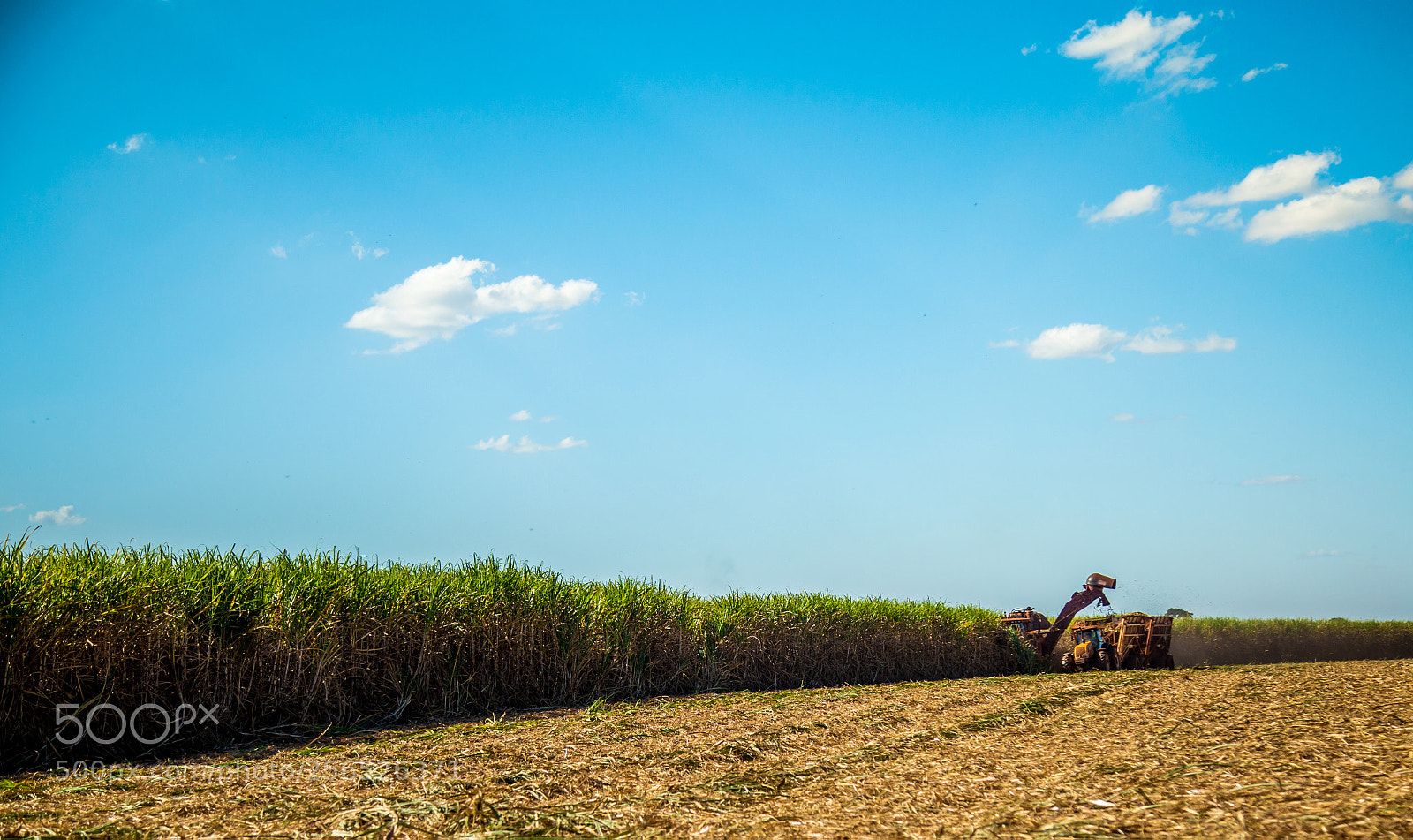 Canon EOS 6D sample photo. Sugar cane hasvest plantation photography