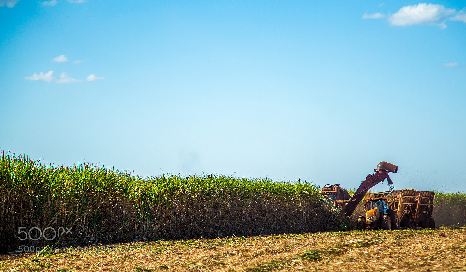 Canon EOS 6D sample photo. Sugar cane hasvest plantation photography