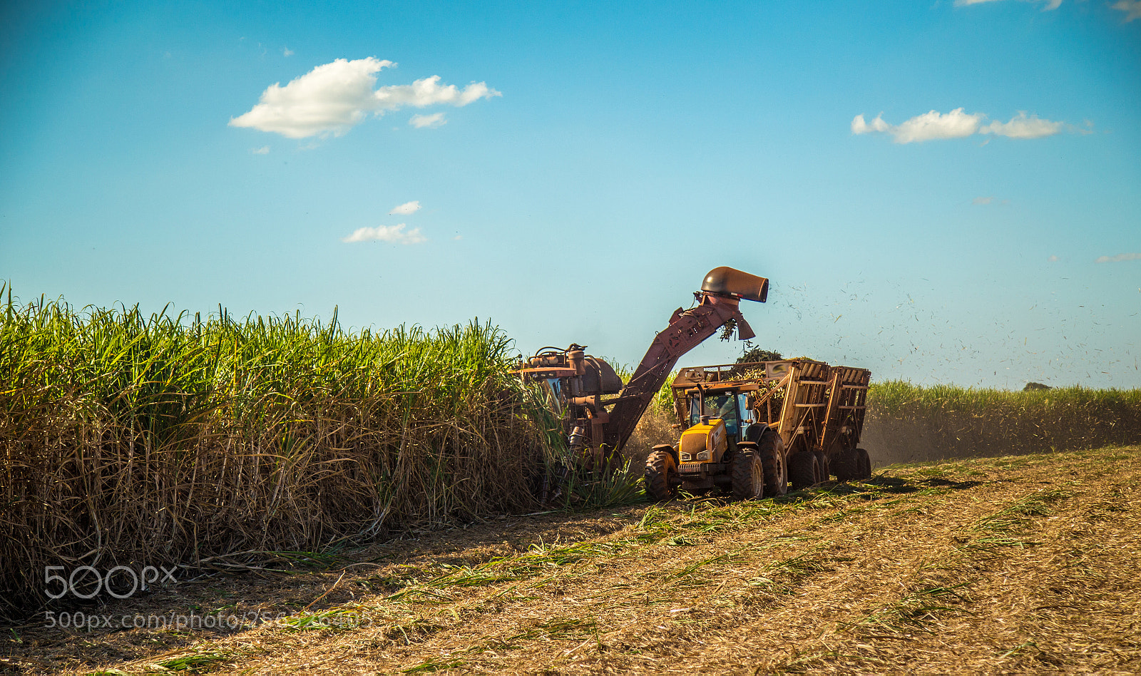 Canon EOS 6D sample photo. Sugar cane hasvest plantation photography