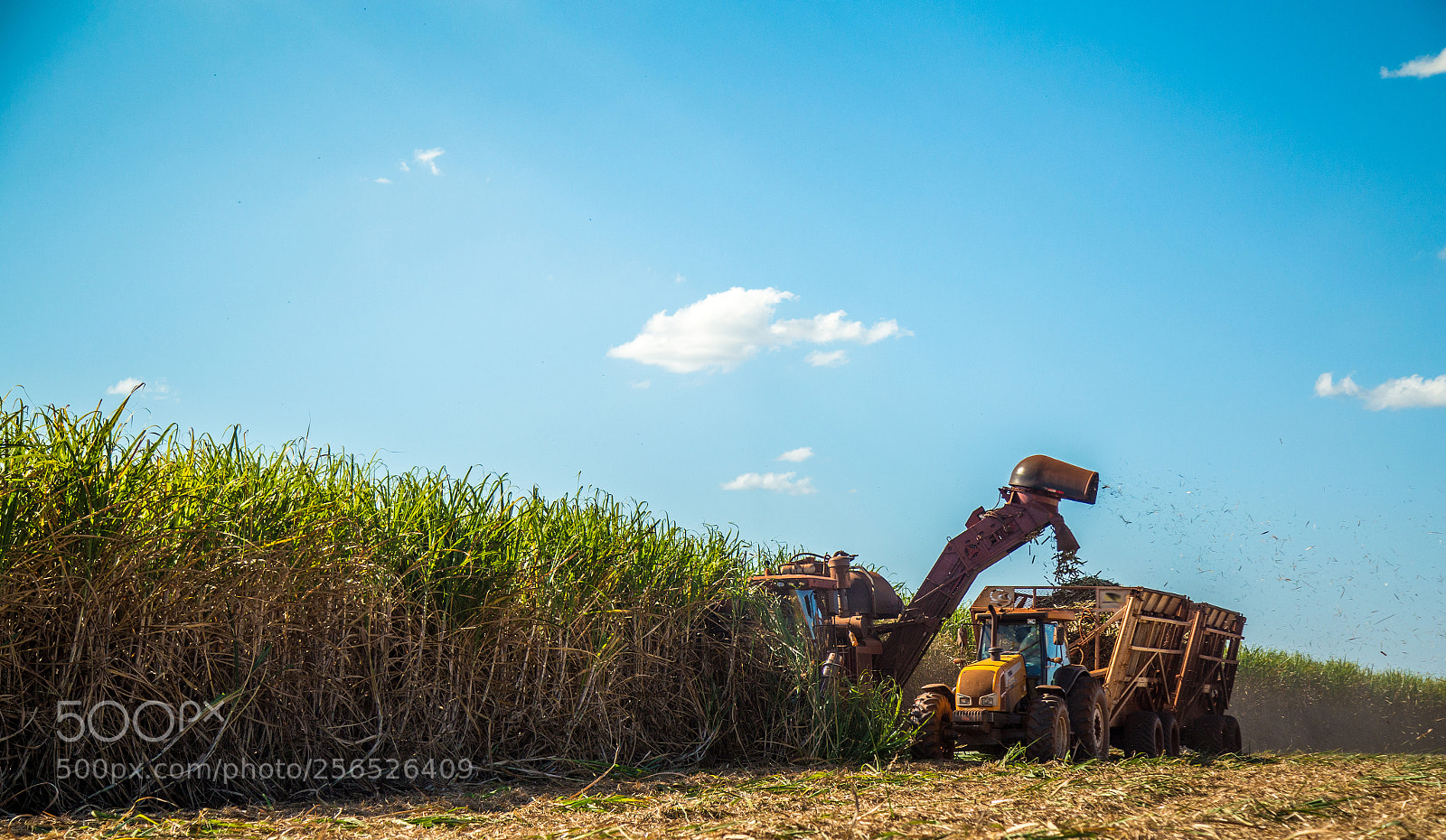 Canon EOS 6D sample photo. Sugar cane hasvest plantation photography