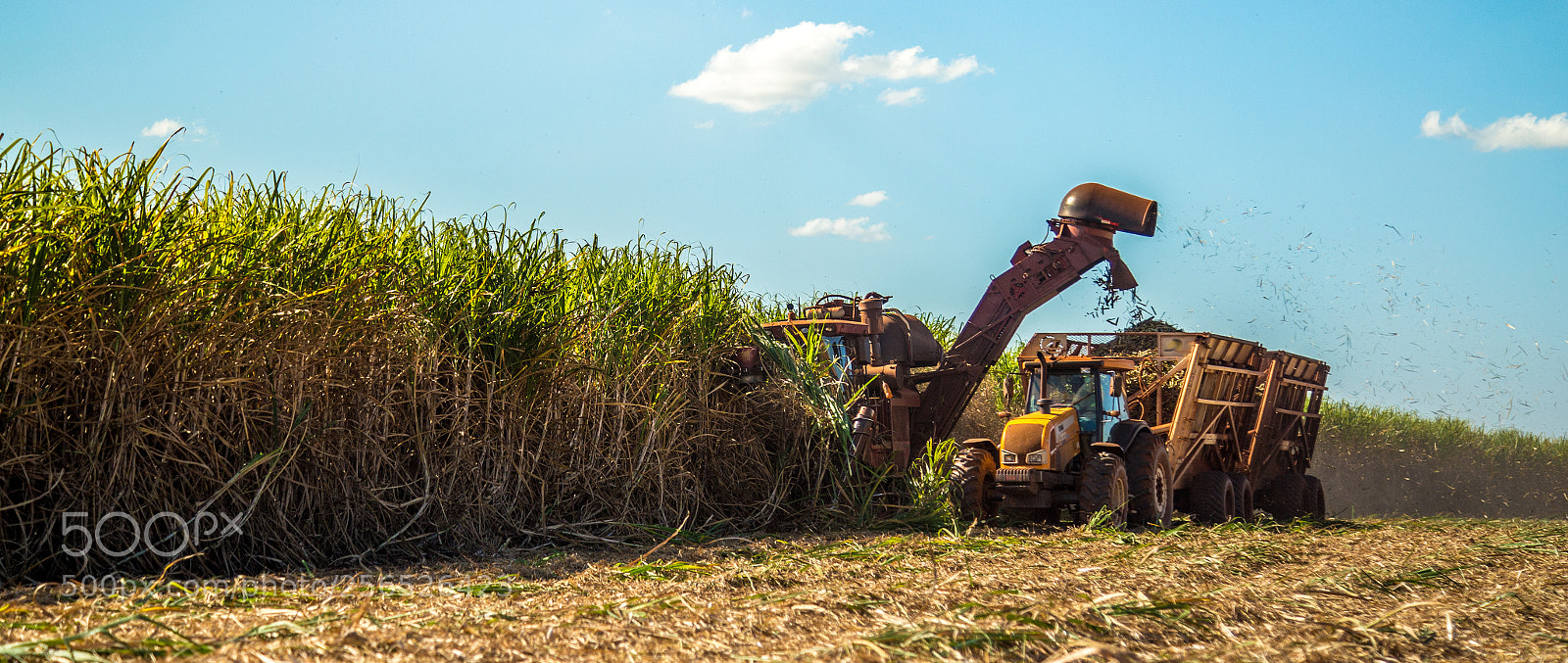 Canon EOS 6D sample photo. Sugar cane hasvest plantation photography