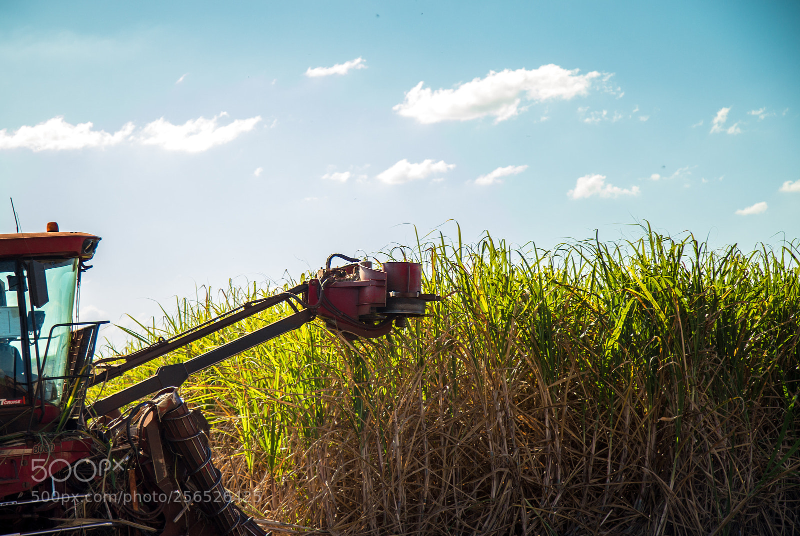 Canon EOS 6D sample photo. Sugar cane hasvest plantation photography