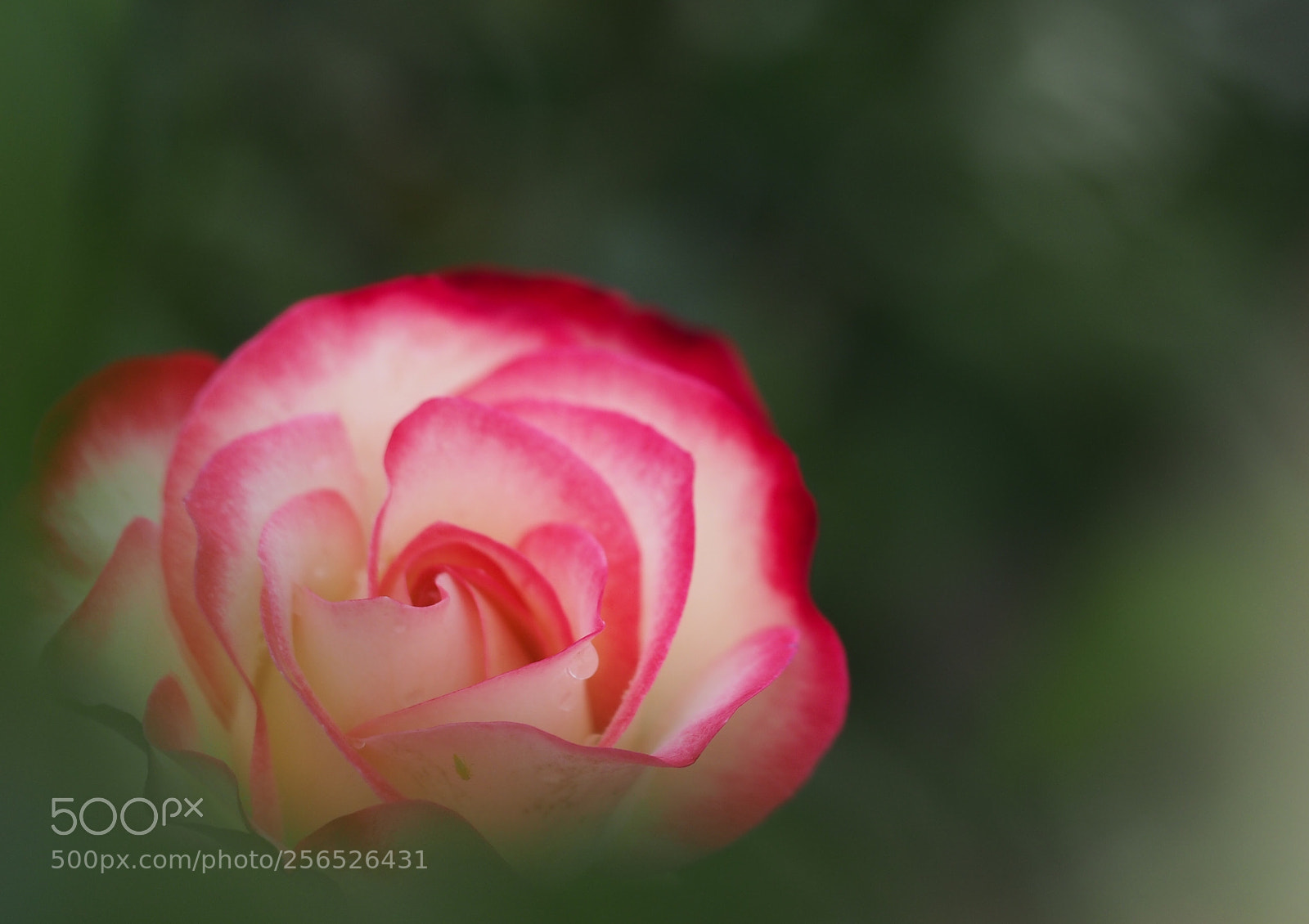Olympus OM-D E-M5 sample photo. Cute rose photography