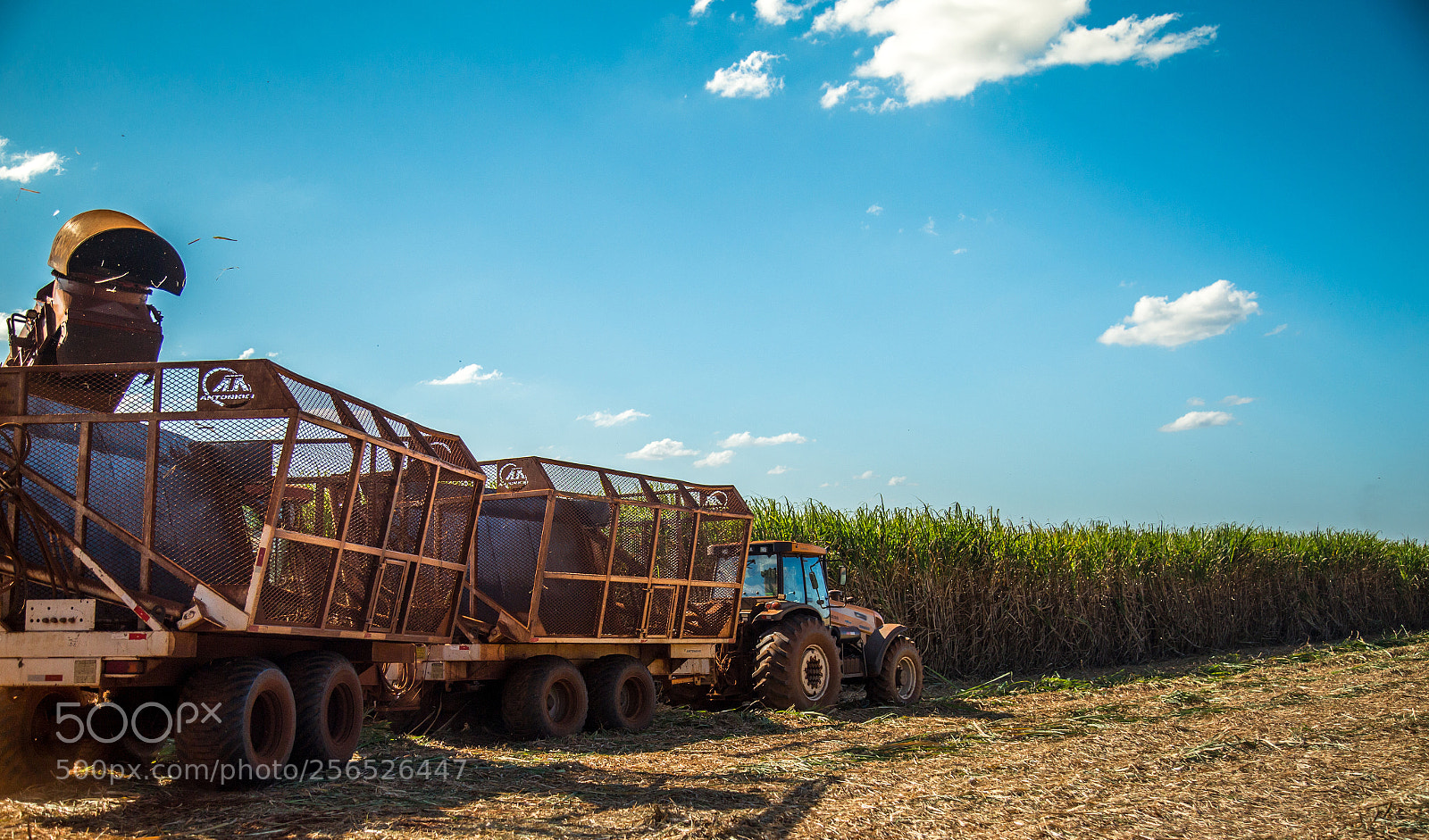 Canon EOS 6D sample photo. Sugar cane hasvest plantation photography