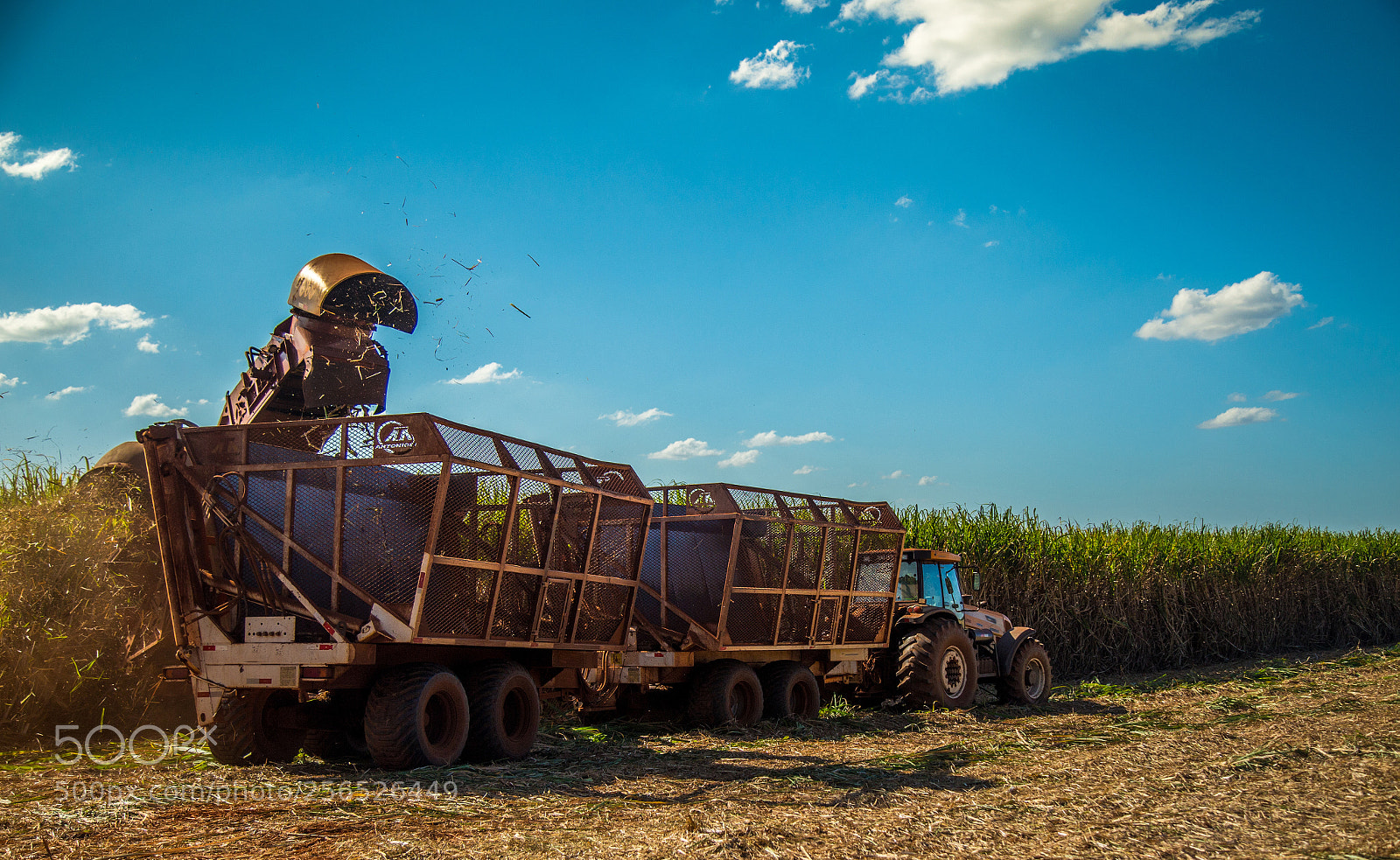 Canon EOS 6D sample photo. Sugar cane hasvest plantation photography