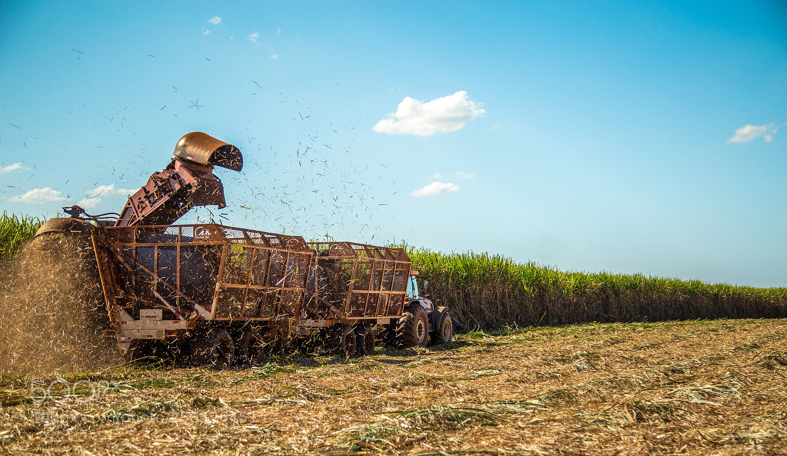 Canon EOS 6D sample photo. Sugar cane hasvest plantation photography