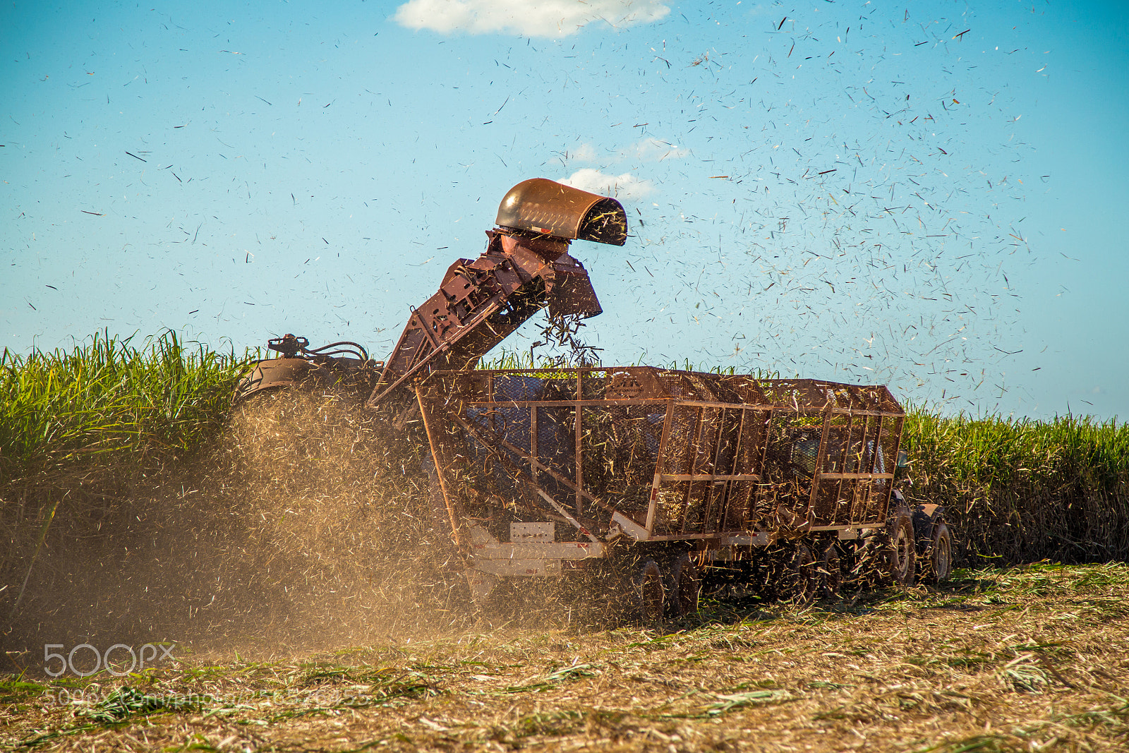 Canon EOS 6D sample photo. Sugar cane hasvest plantation photography