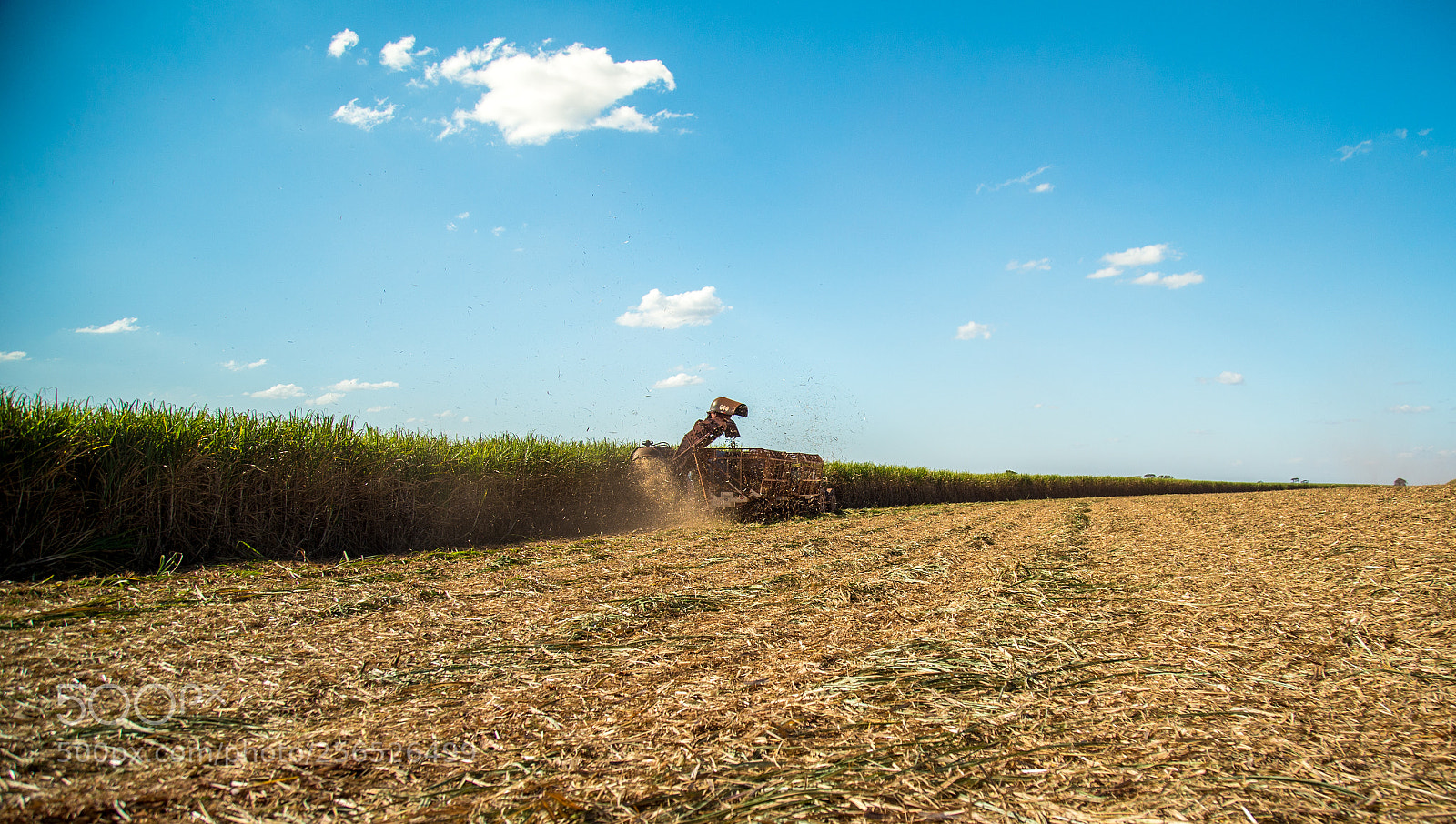 Canon EOS 6D sample photo. Sugar cane hasvest plantation photography