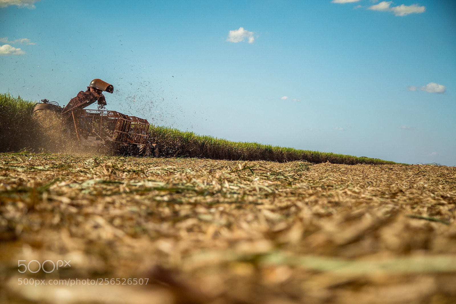 Canon EOS 6D sample photo. Sugar cane hasvest plantation photography