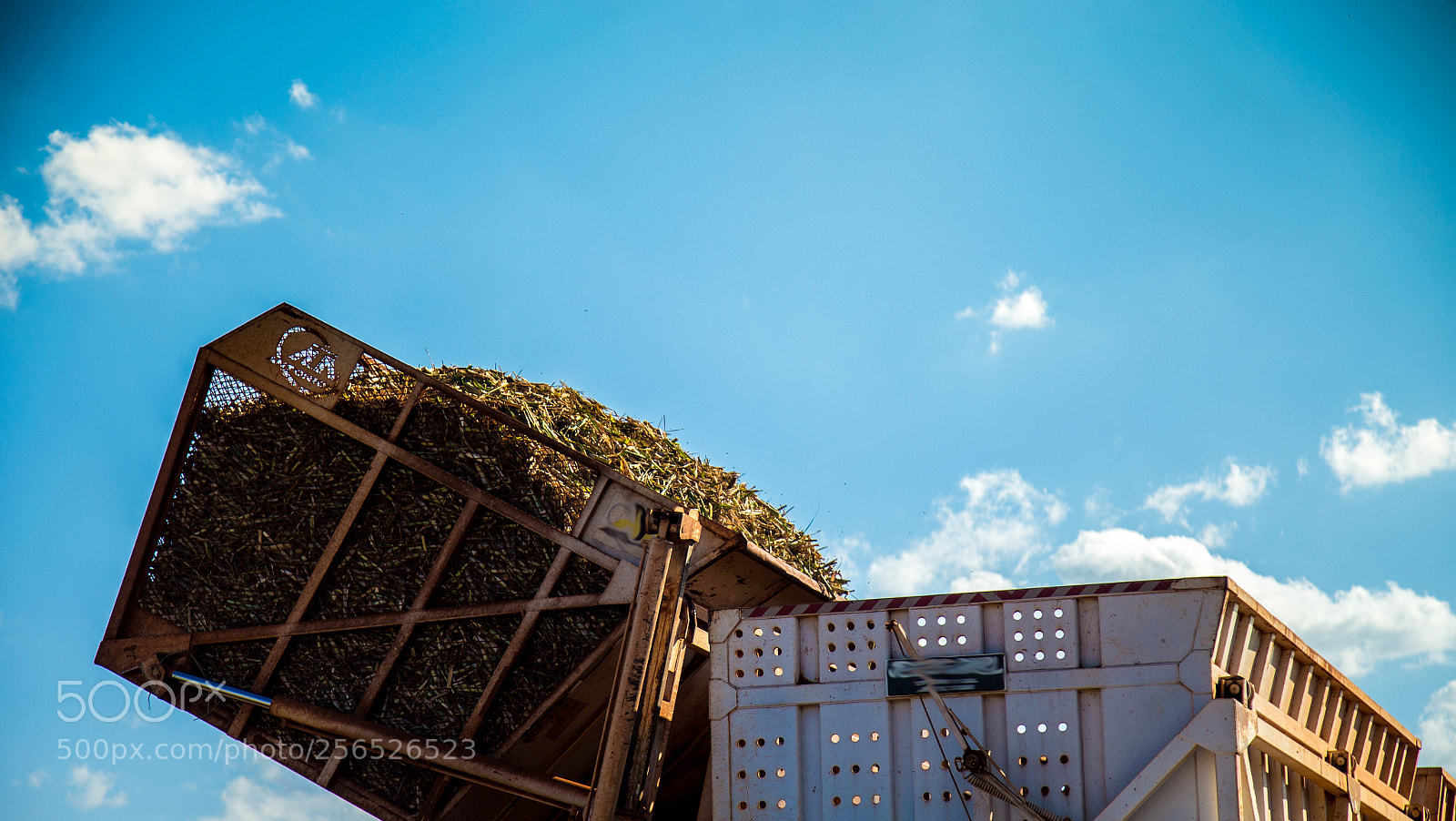 Canon EOS 6D sample photo. Sugar cane hasvest plantation photography